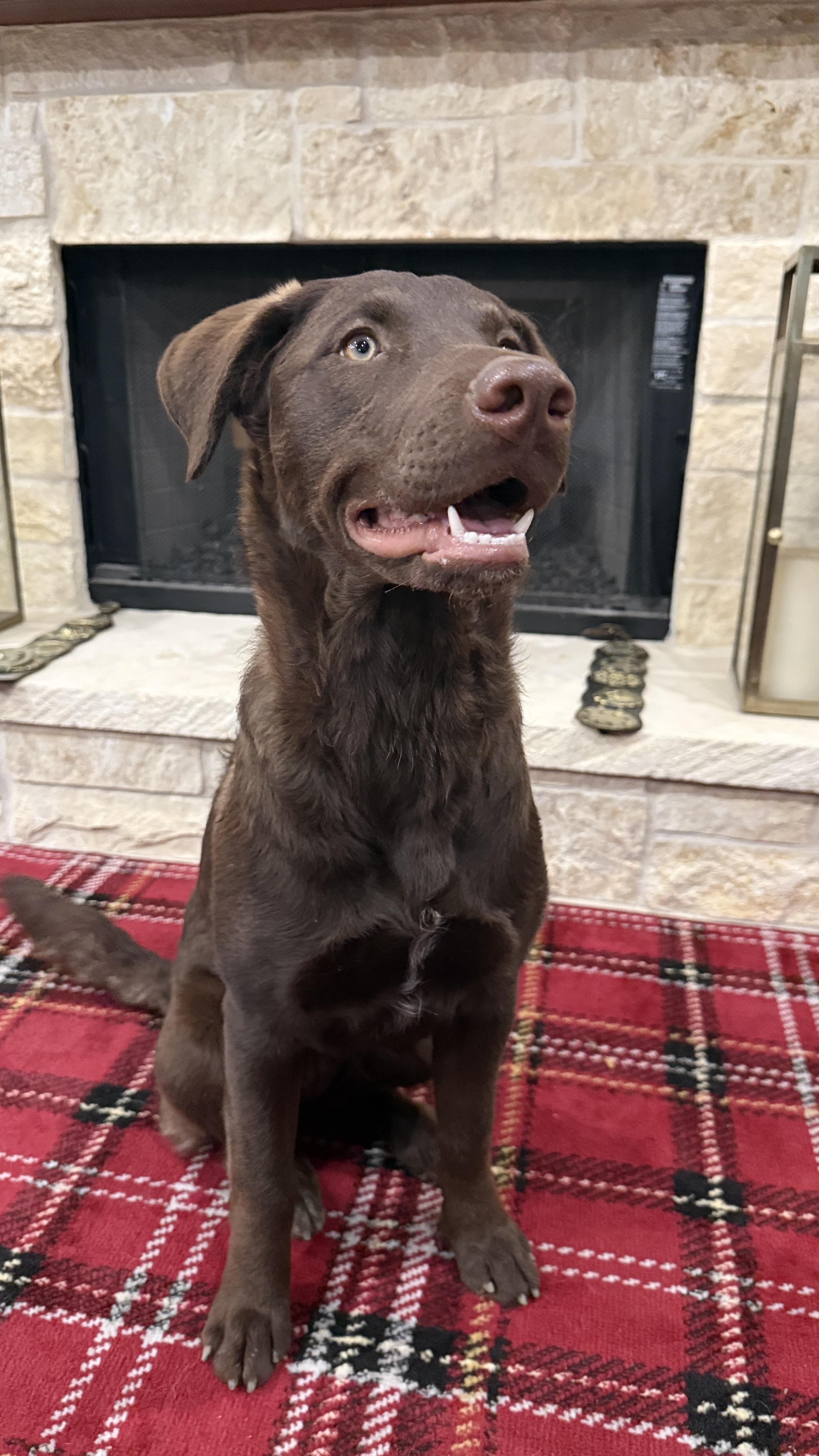 Enlarge Wrenly, a Adoptable mixed breed in Seattle, WA image 6/6