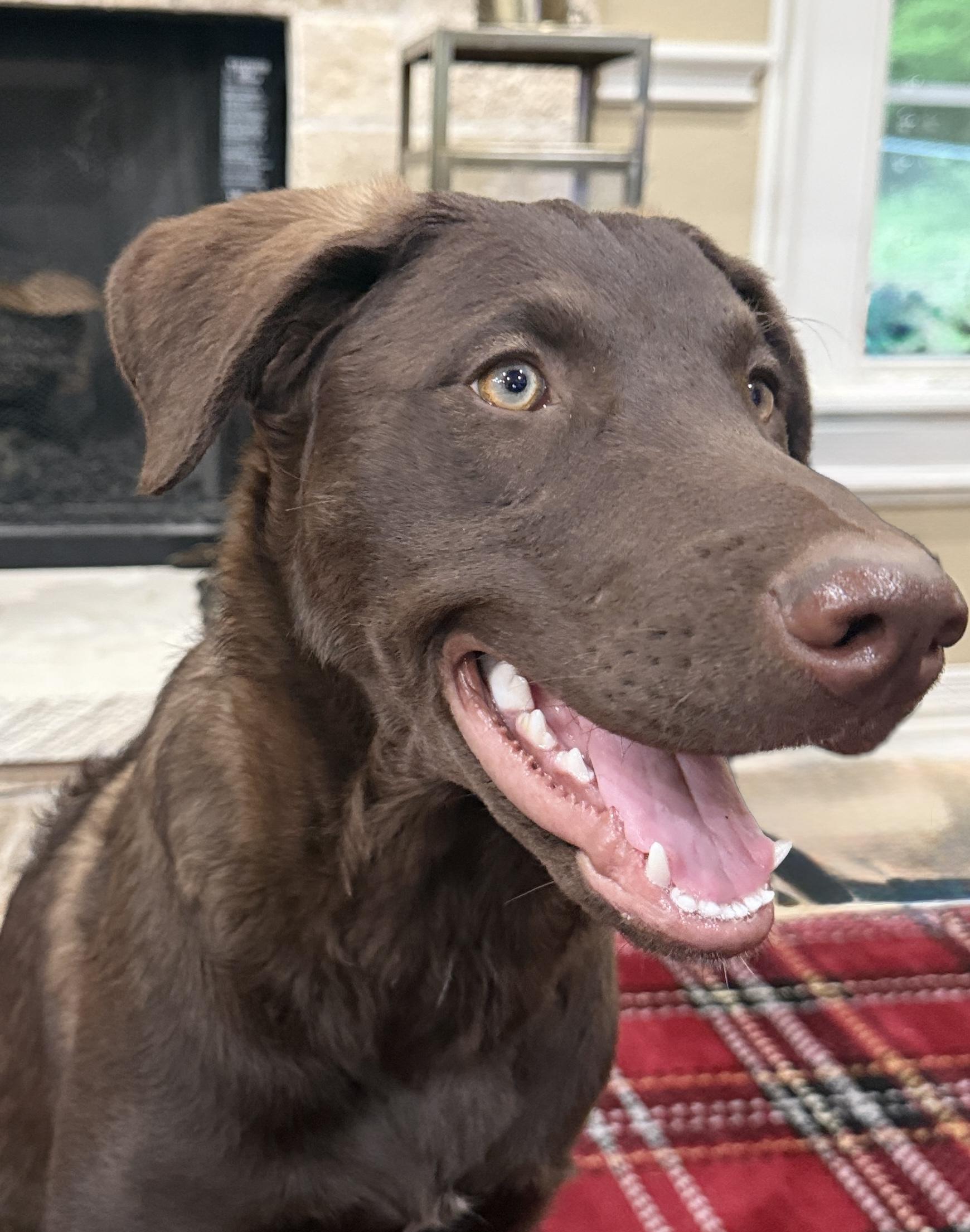 Wrenly, Adoptable, Young Female Irish Water Spaniel & Husky.