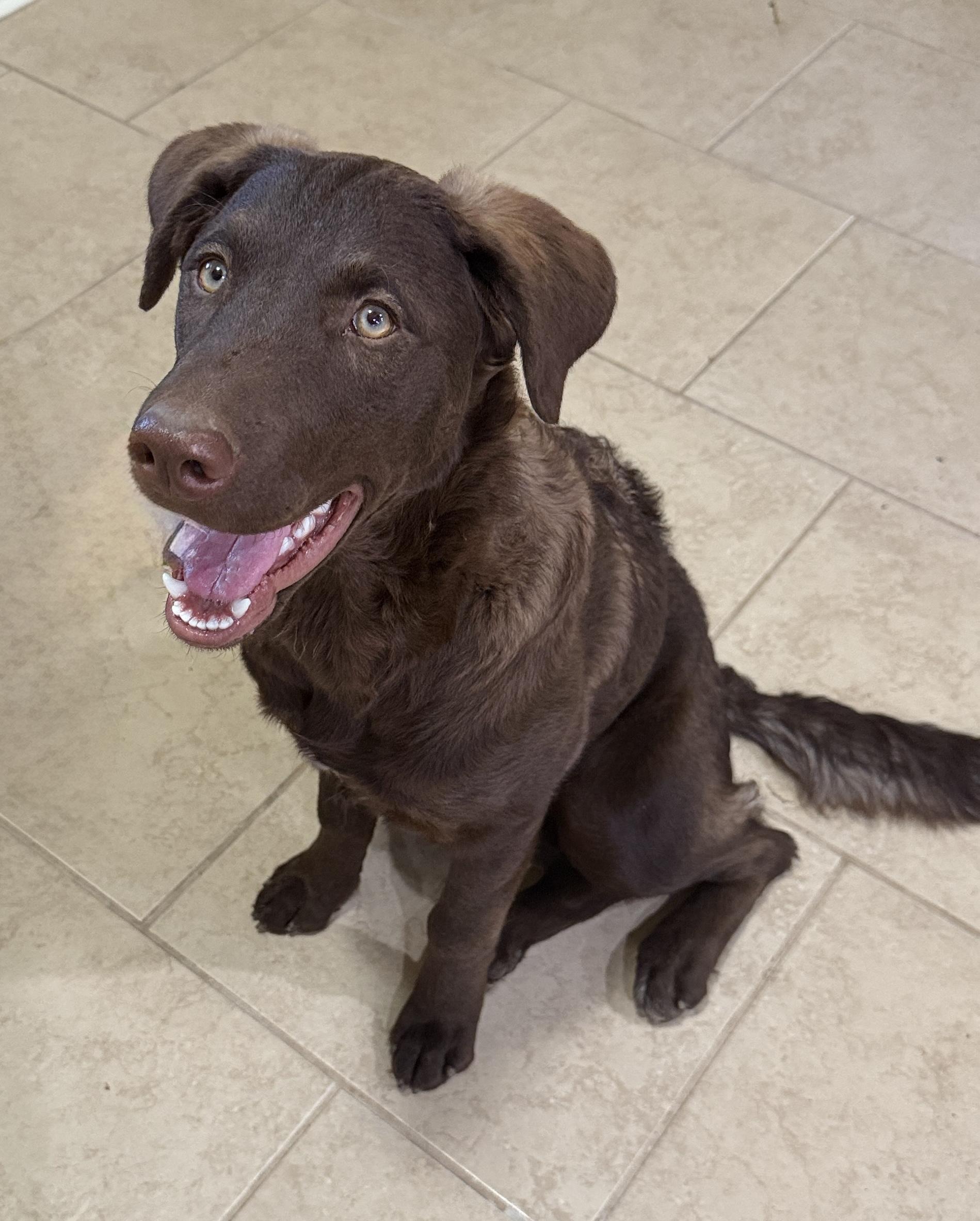 Enlarge Wrenly, a Adoptable mixed breed in Seattle, WA image 4/6