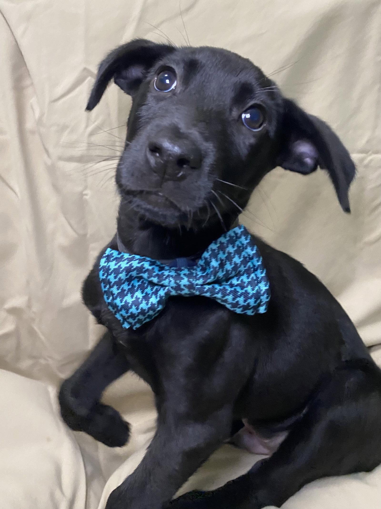 Enlarge Vader, a Adopted Labrador Retriever in Barnhart, MO image 1/3