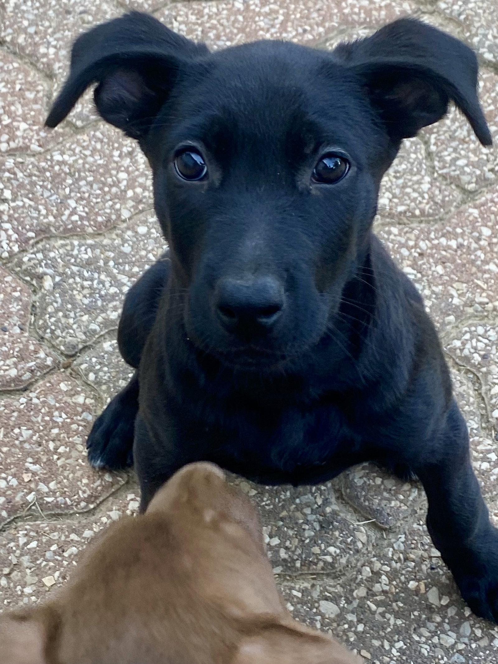 Enlarge Vader, a Adopted Labrador Retriever in Barnhart, MO image 2/3