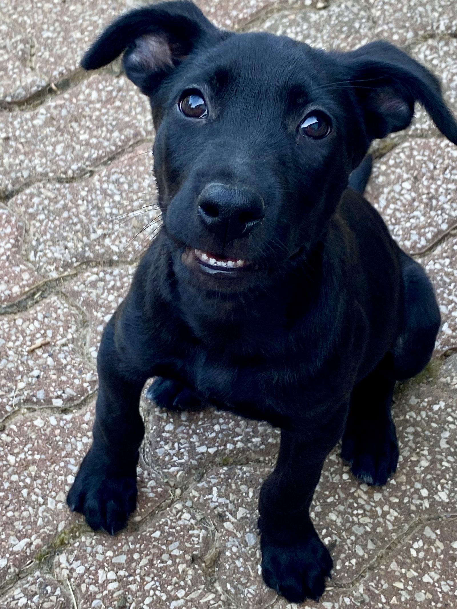 Enlarge Vader, a Adopted Labrador Retriever in Barnhart, MO image 3/3