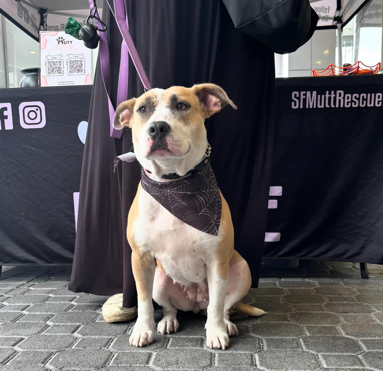 Enlarge Belle, a Adoptable Mixed Breed in Palm springs, FL image 1/1