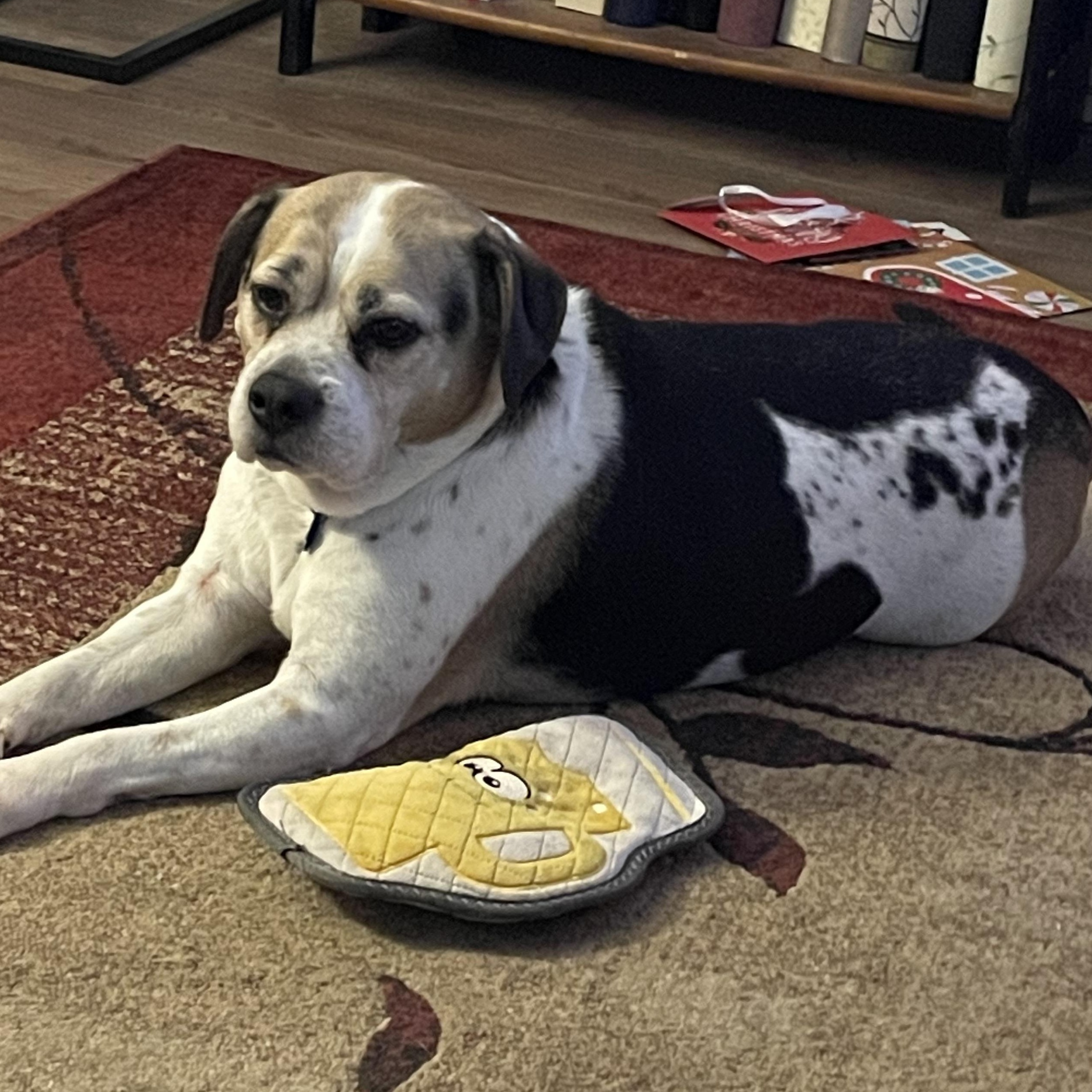 (Courtesy Listing) Buster, Senior Male Mixed Breed