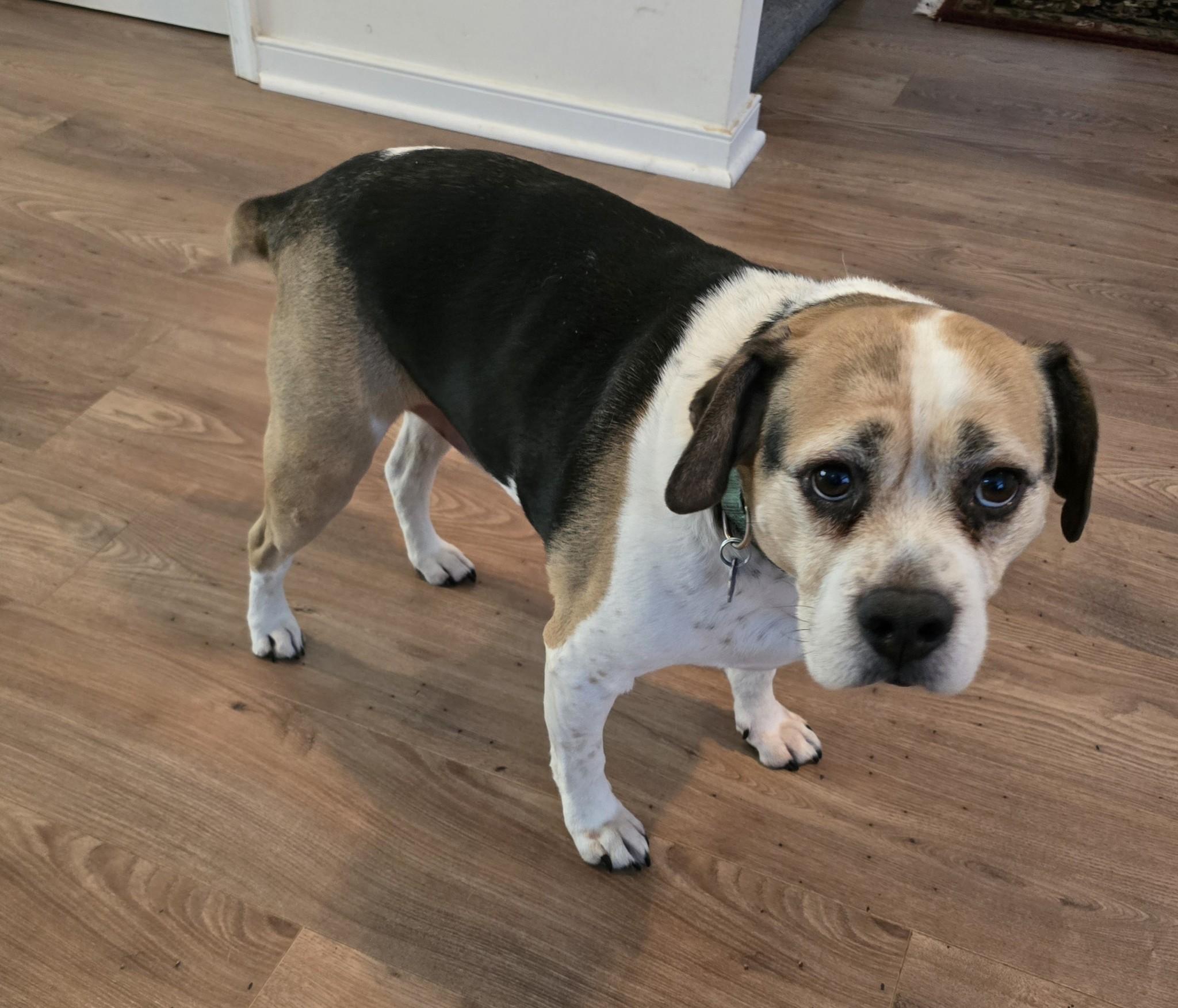 (Courtesy Listing) Buster photo 2