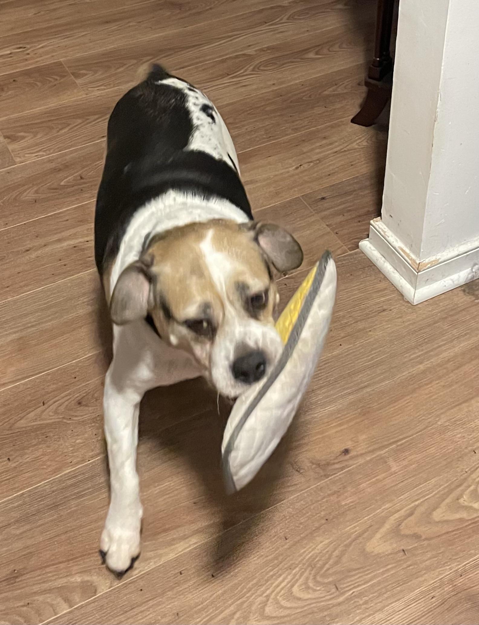 (Courtesy Listing) Buster photo 3
