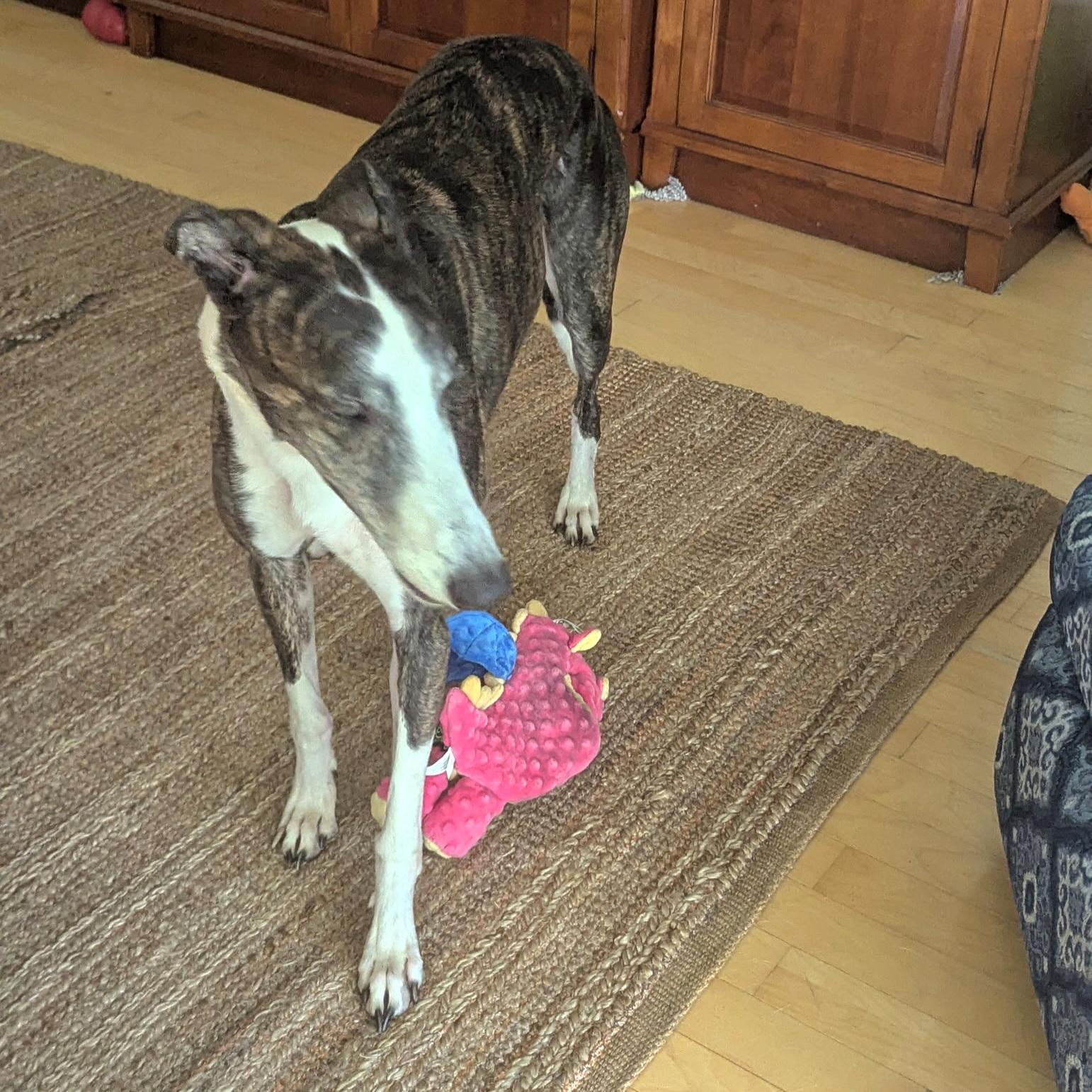 Sawyer, Adoptable, Adult Male Greyhound.
