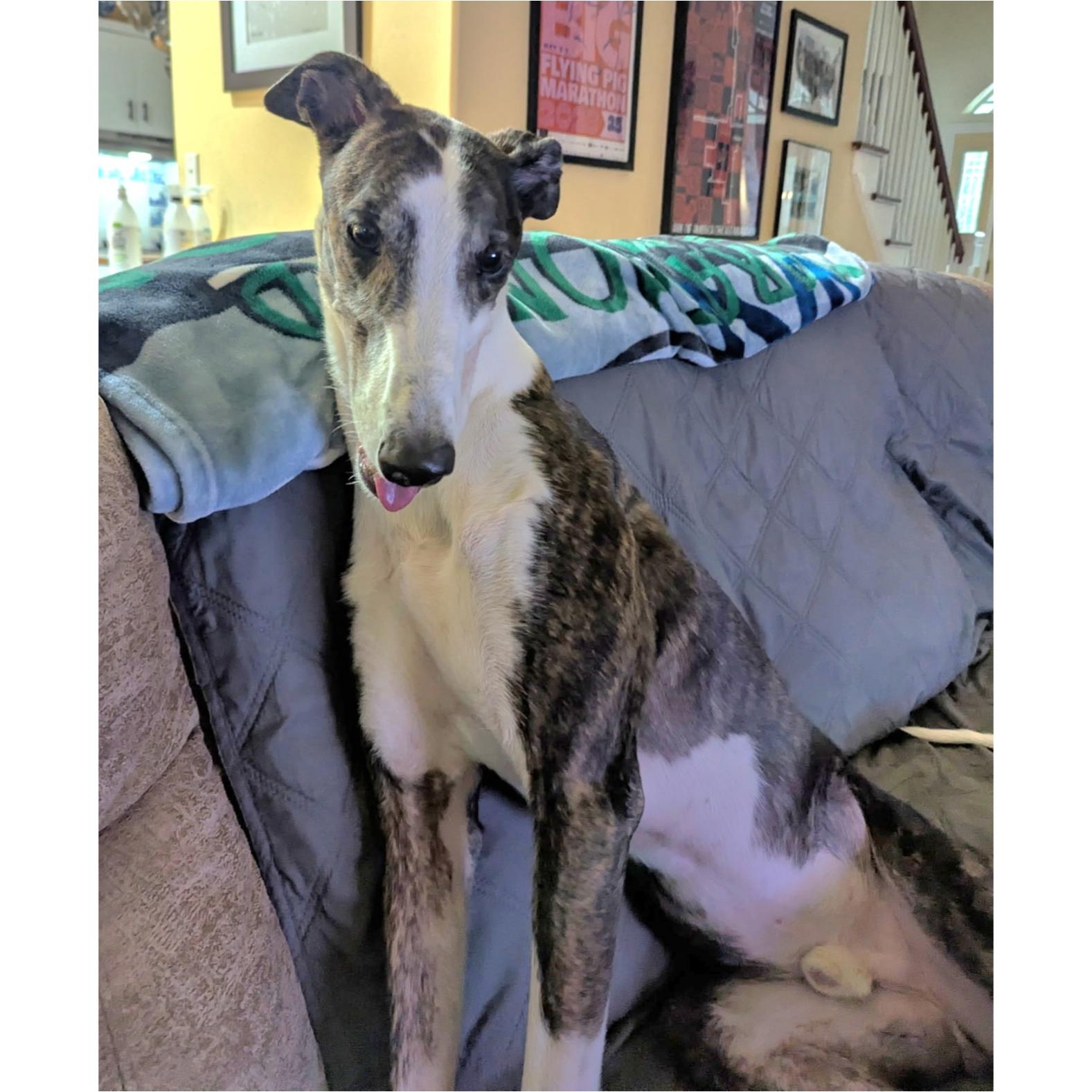 Sawyer, a Adoptable Greyhound in Tarpon Springs, FL image 2/4