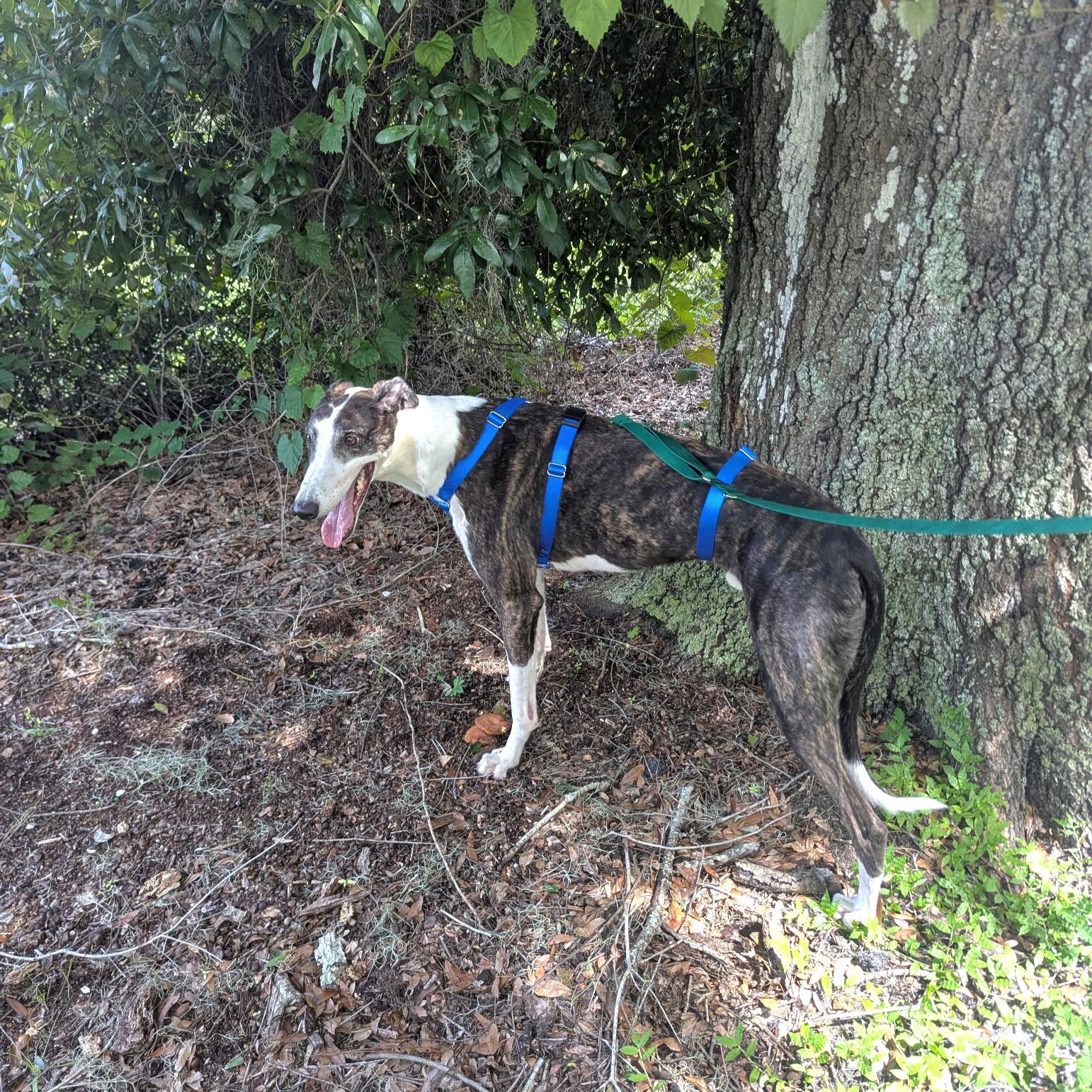 Sawyer, a Adoptable Greyhound in Tarpon Springs, FL image 3/4