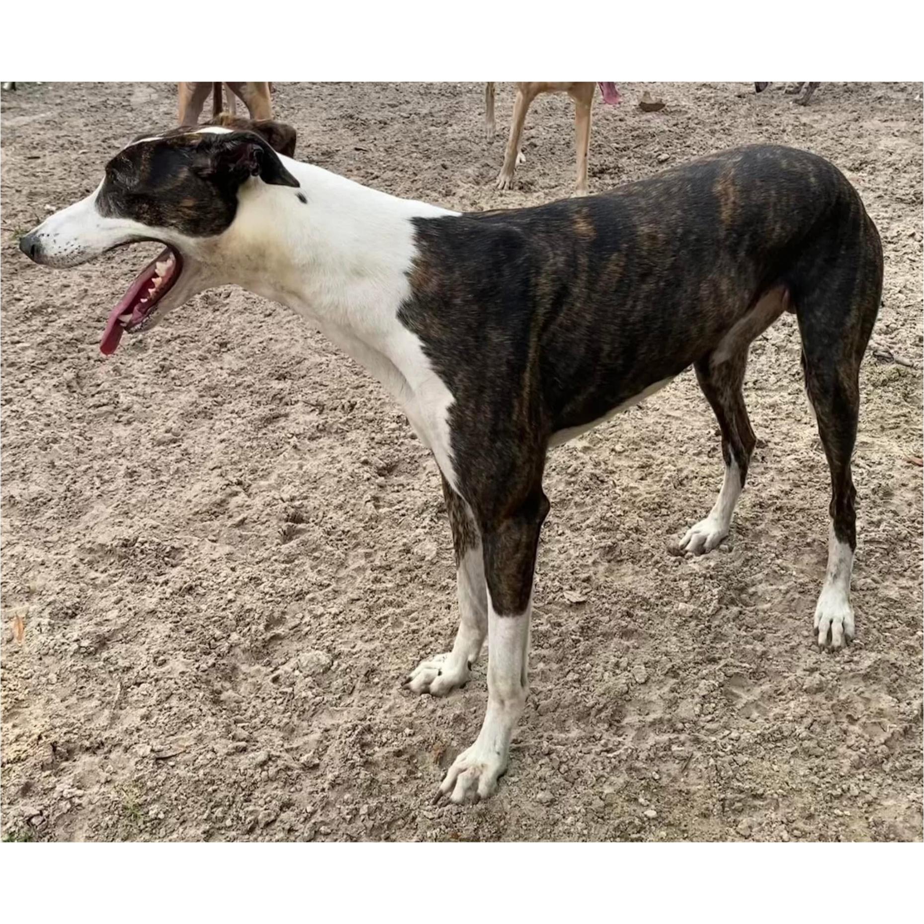 Sawyer, a Adoptable Greyhound in Tarpon Springs, FL image 4/4