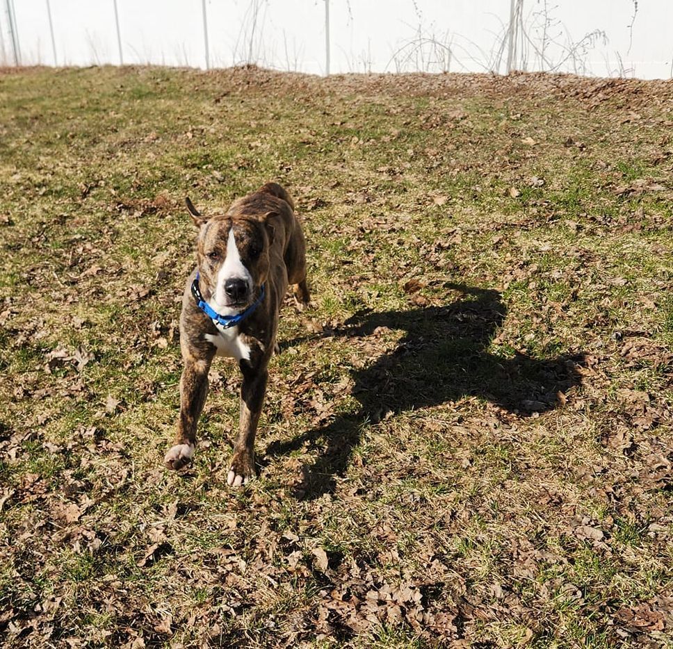 Potter, Adopted, Adult Male Mountain Cur.