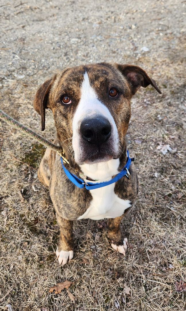 Enlarge Potter, a Adopted mixed breed in Bowdoin, ME image 2/12