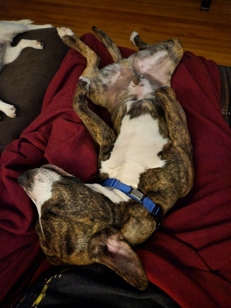 Enlarge Potter, a Adopted mixed breed in Bowdoin, ME image 3/12