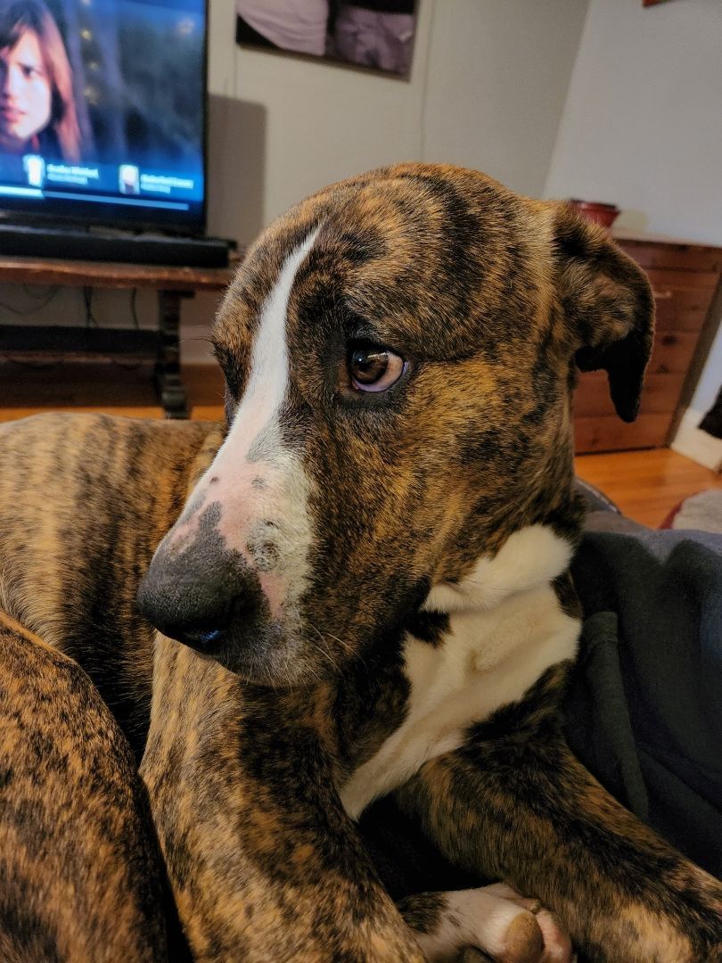 Enlarge Potter, a Adopted mixed breed in Bowdoin, ME image 4/12