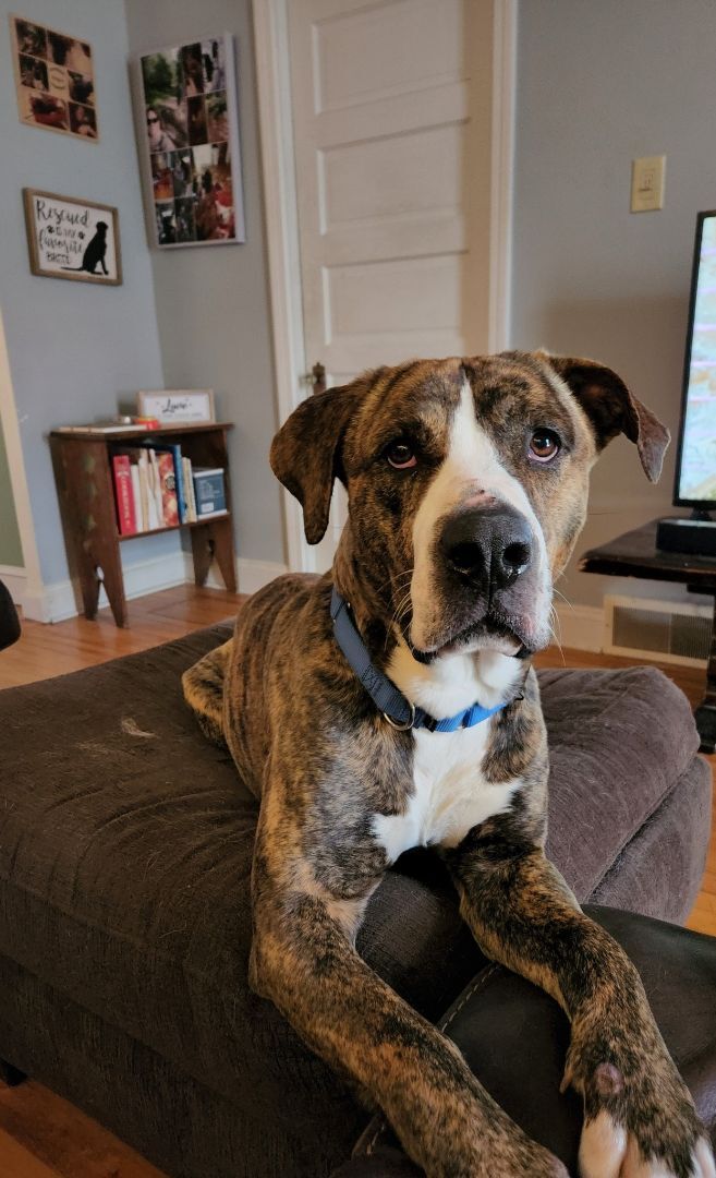 Enlarge Potter, a Adopted mixed breed in Bowdoin, ME image 5/12