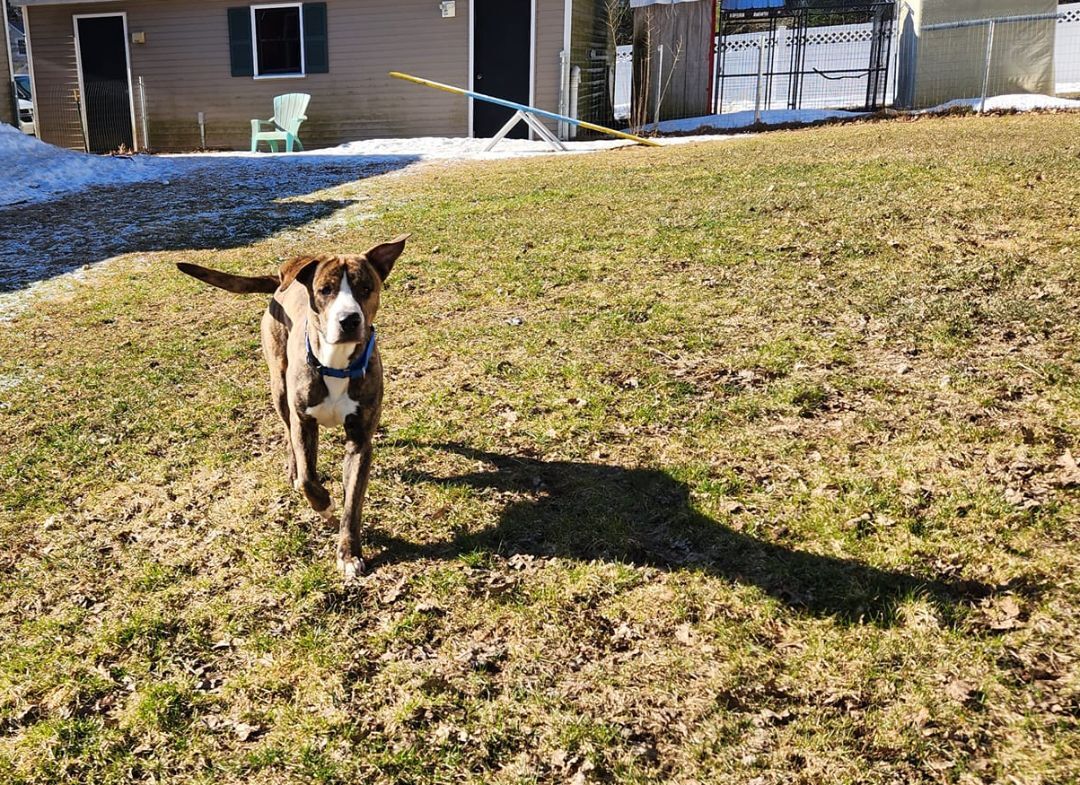 Enlarge Potter, a Adopted mixed breed in Bowdoin, ME image 6/12