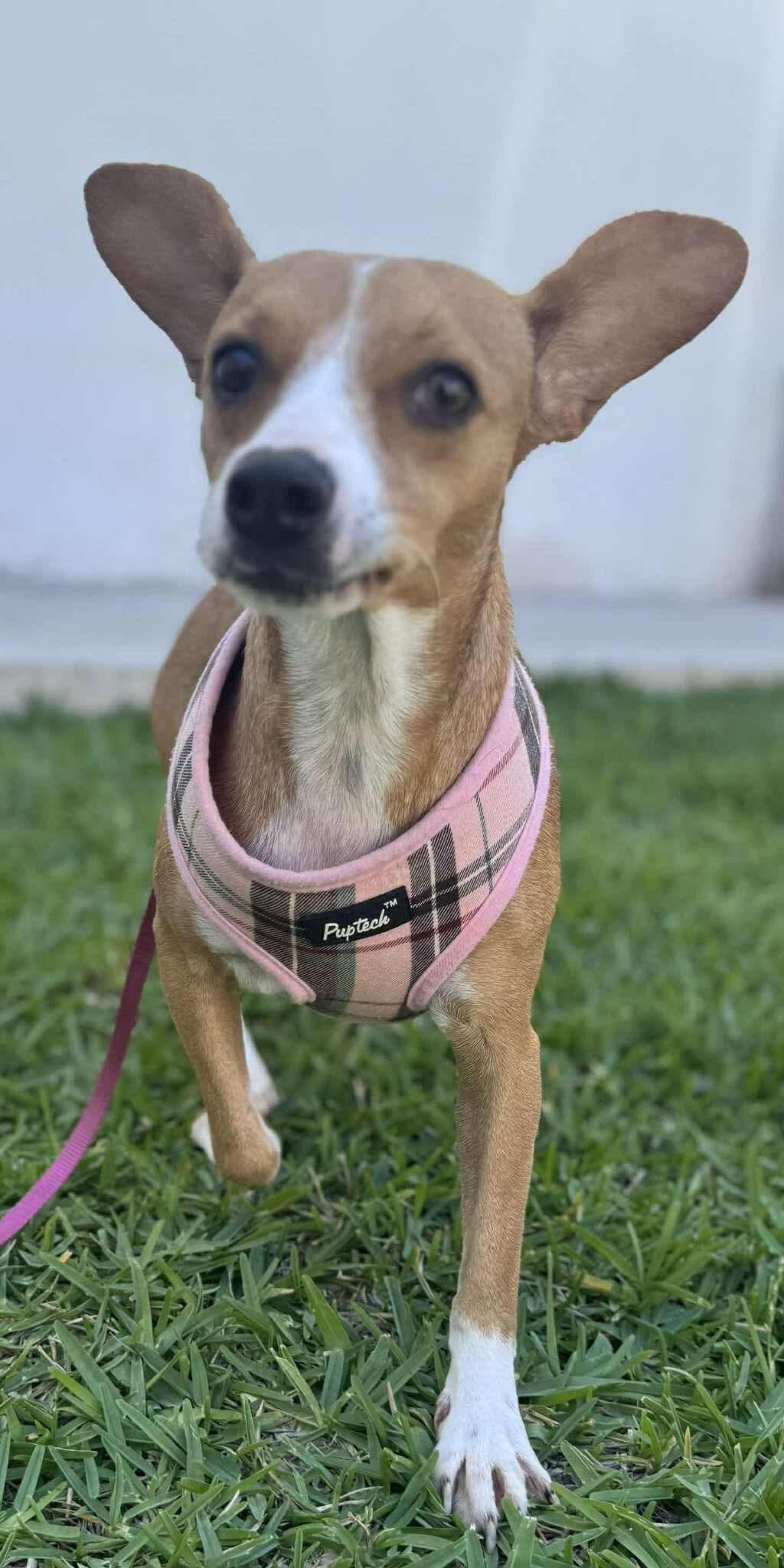 Enlarge Sue, a Adoptable Chihuahua in Puyallup, WA image 3/5