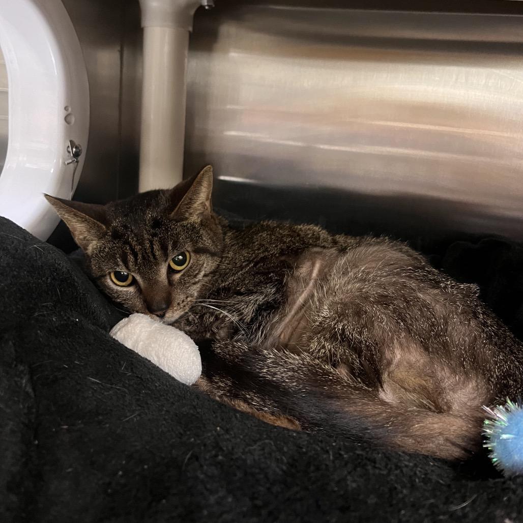 Trig, Adoptable, Adult Female Domestic Short Hair.