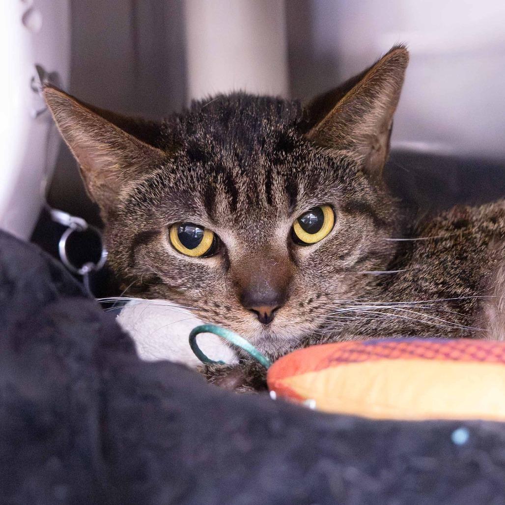 Trig, a Adoptable Domestic Short Hair in Mentor, OH image 2/2