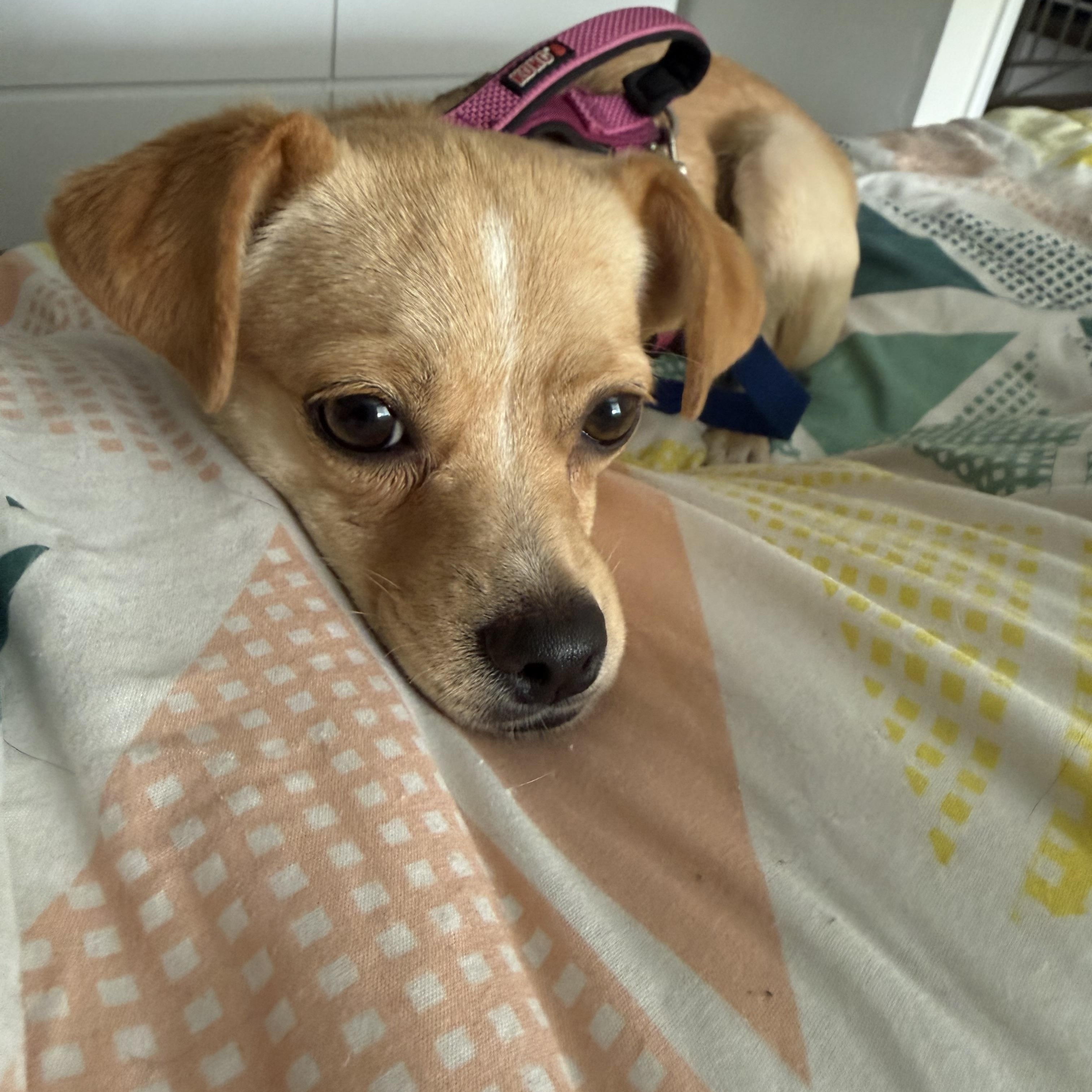 Enlarge Lady, a ADOPTABLE mixed breed in Littleton, CO image 1/5