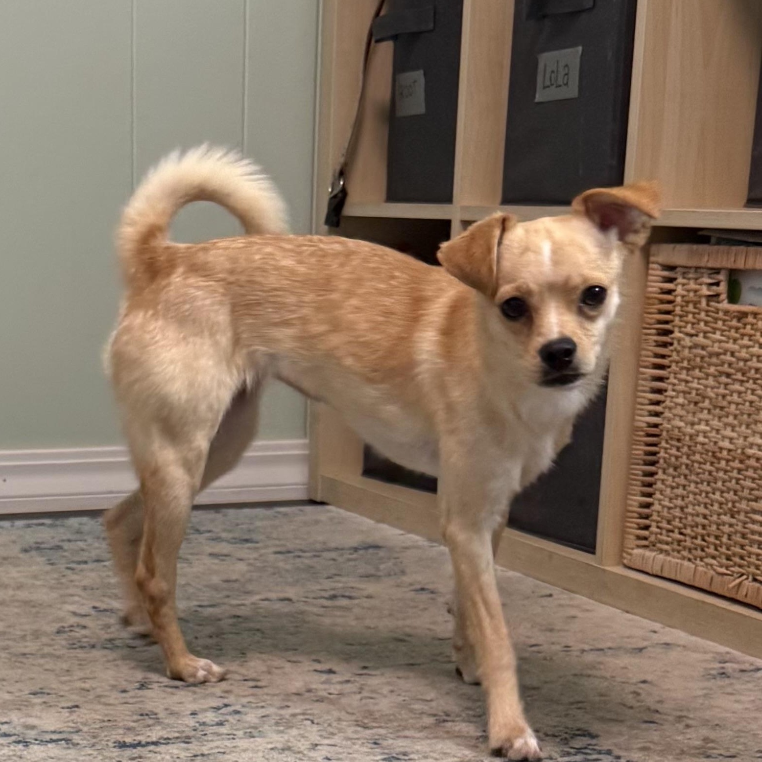 Enlarge Lady, a ADOPTABLE mixed breed in Littleton, CO image 3/5