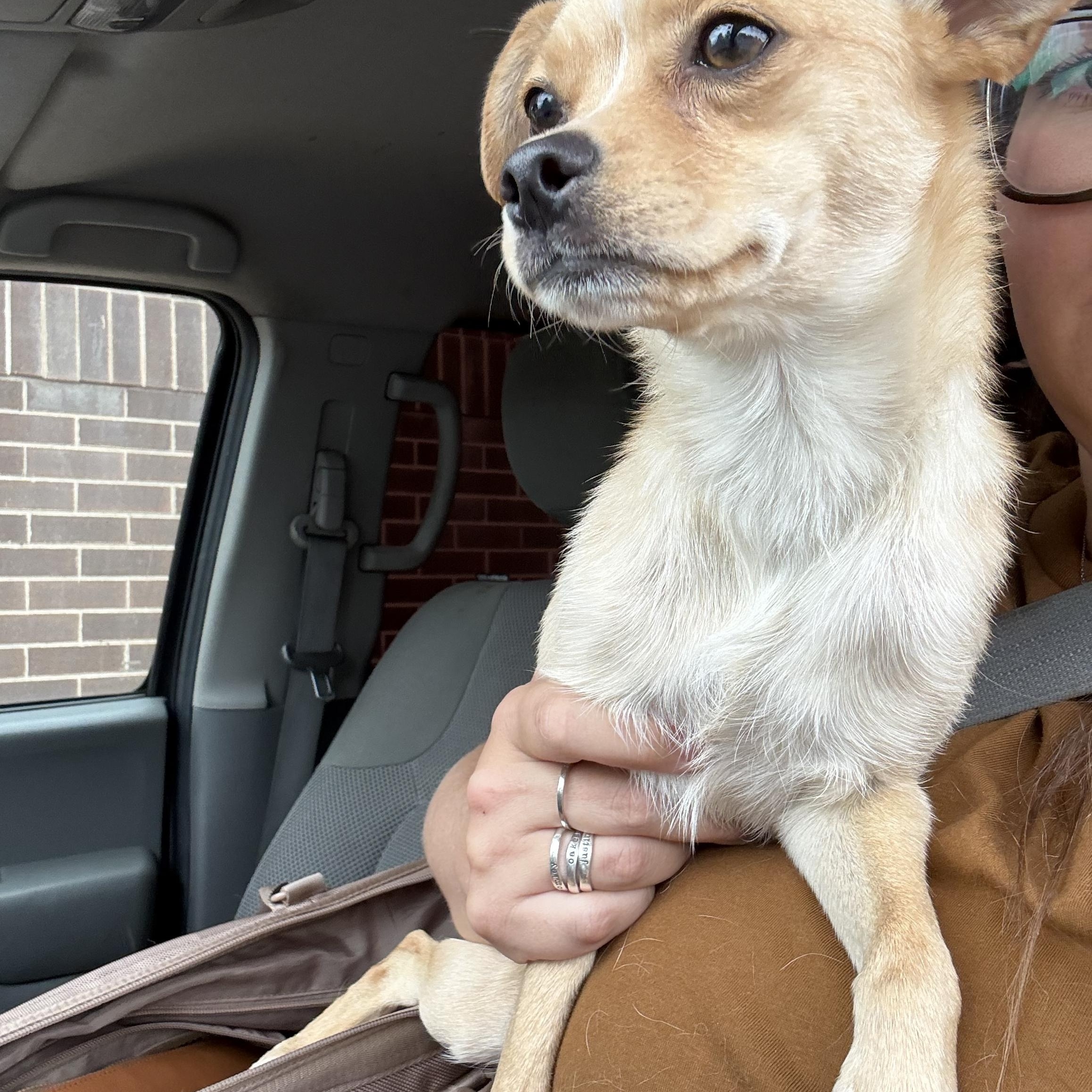 Enlarge Lady, a ADOPTABLE mixed breed in Littleton, CO image 2/5