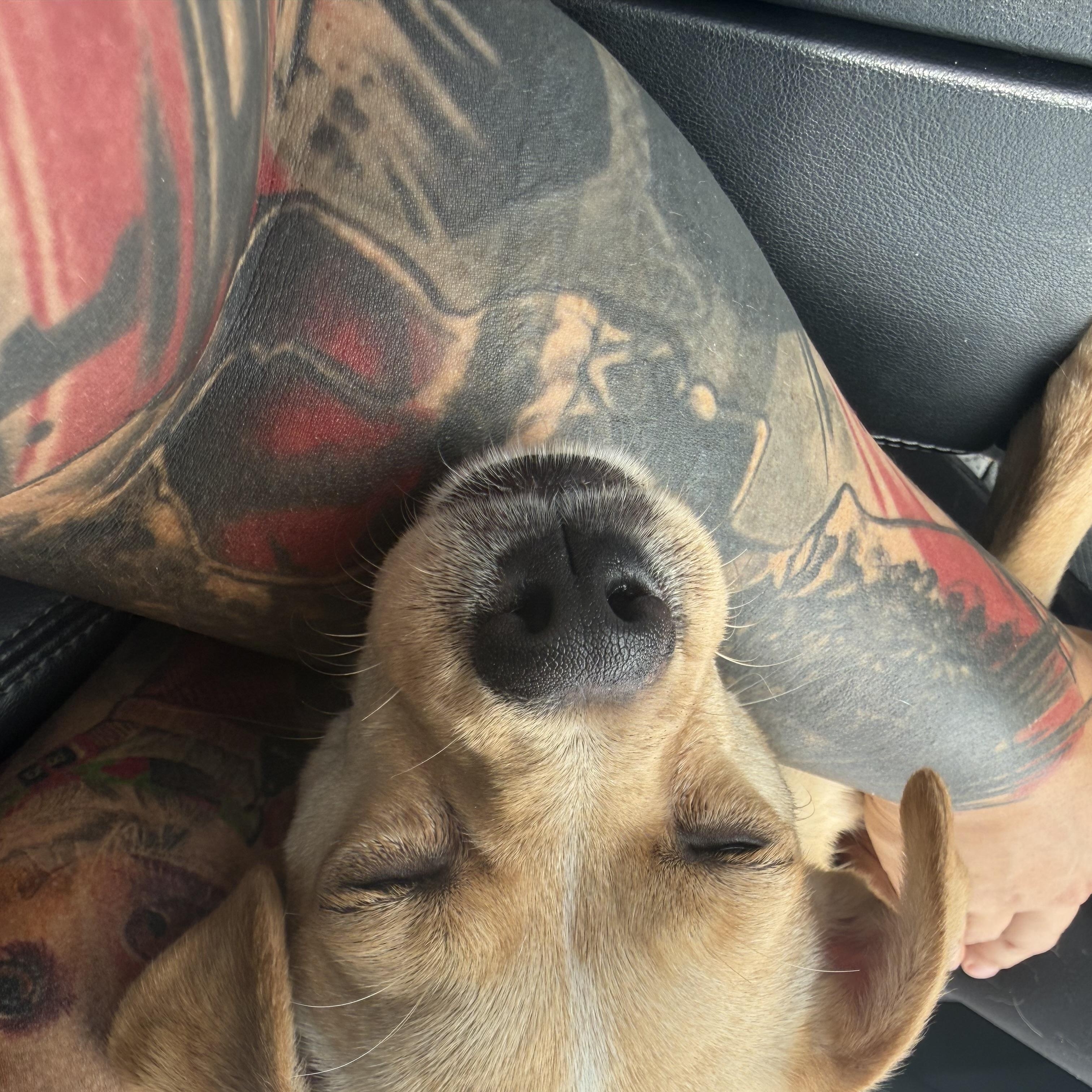 Enlarge Lady, a ADOPTABLE mixed breed in Littleton, CO image 4/5