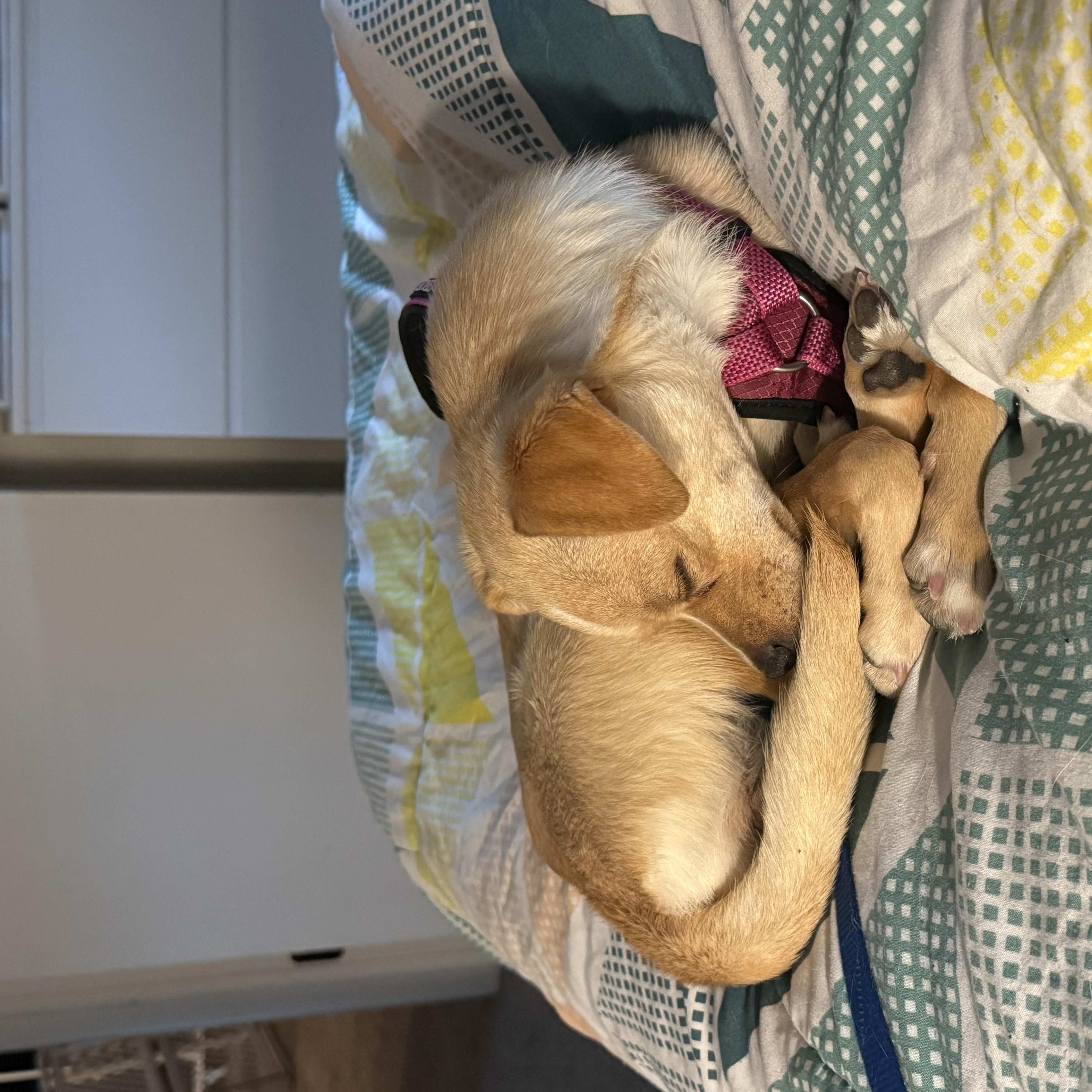 Enlarge Lady, a ADOPTABLE mixed breed in Littleton, CO image 5/5