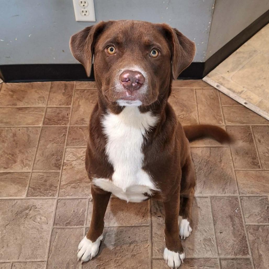 Dunkin — thumbnail 2