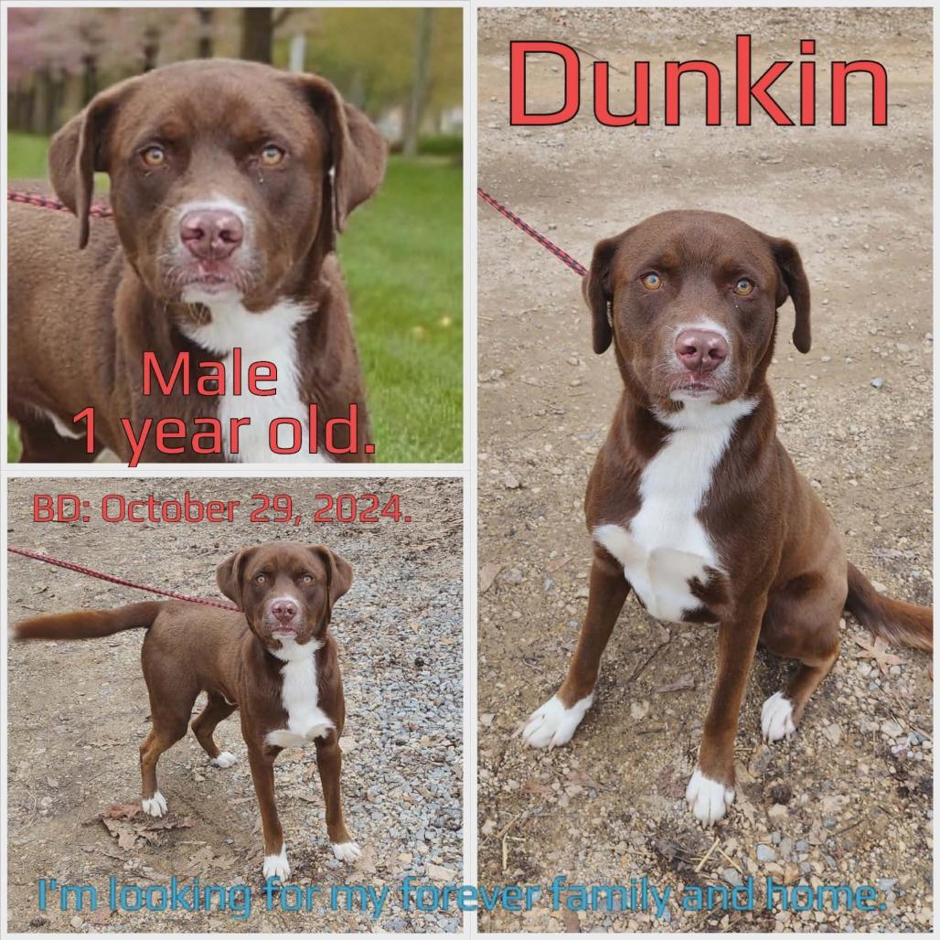 Dunkin — thumbnail 3