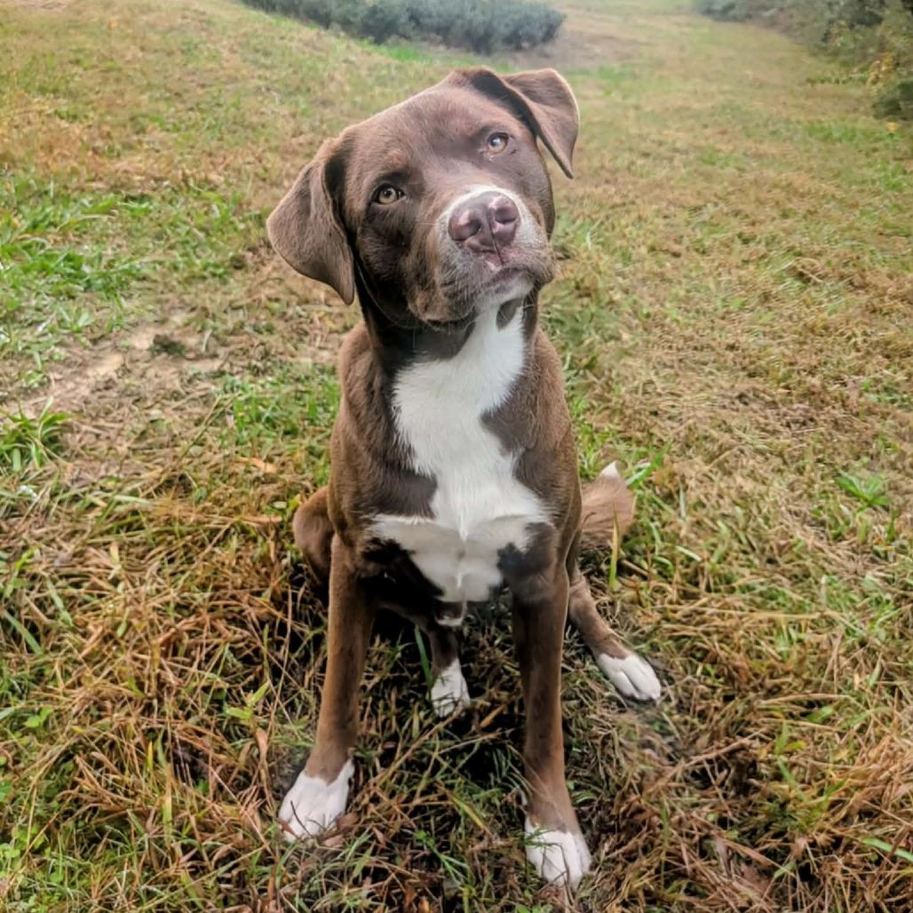 Dunkin — thumbnail 4