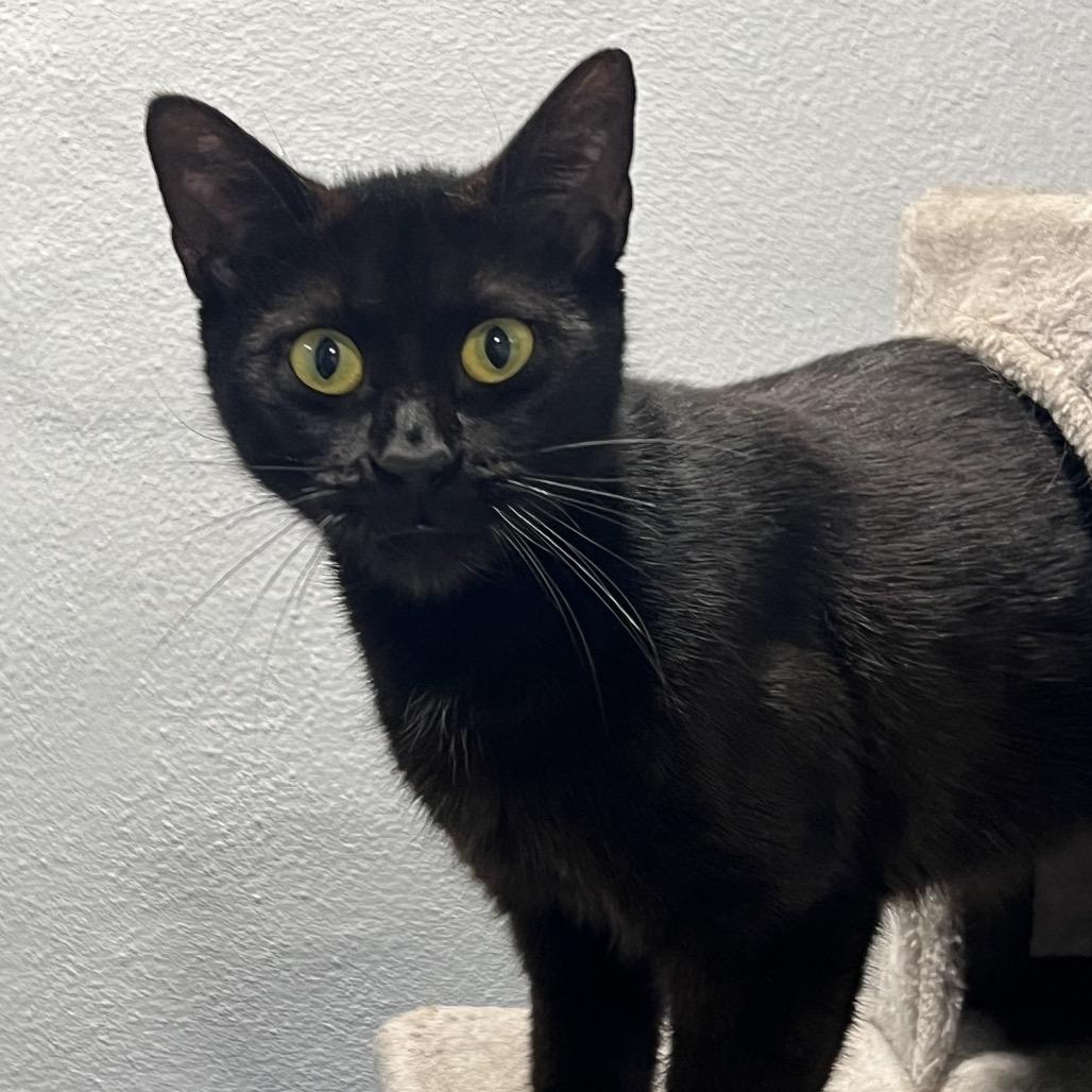 Enlarge Jelly Bean, a Adoptable Domestic Short Hair in Oyster Bay, NY image 1/3