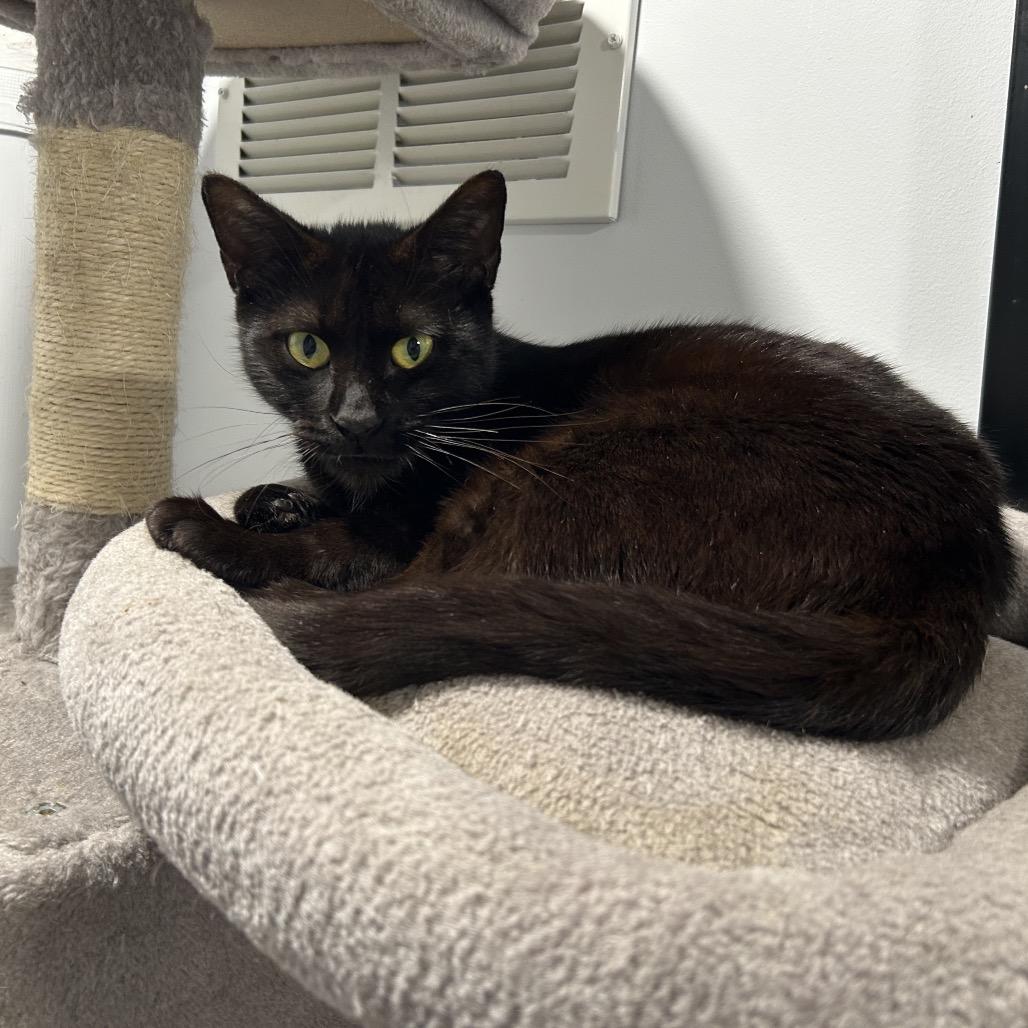 Enlarge Jelly Bean, a Adoptable Domestic Short Hair in Oyster Bay, NY image 2/3