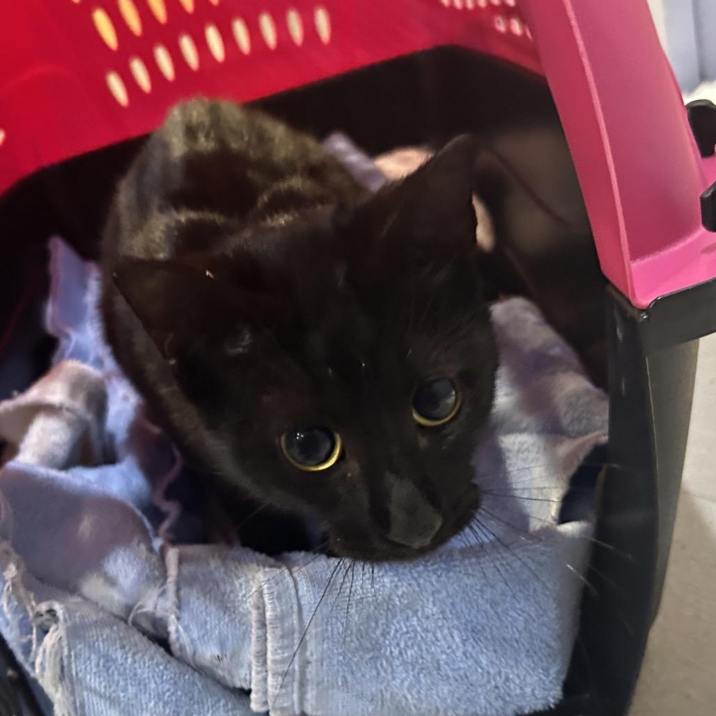 Enlarge Jelly Bean, a Adoptable Domestic Short Hair in Oyster Bay, NY image 3/3