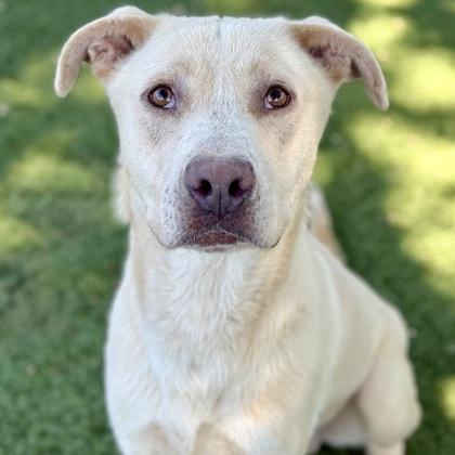 Enlarge Braxton, a ADOPTABLE mixed breed in Red Bluff, CA image 1/4