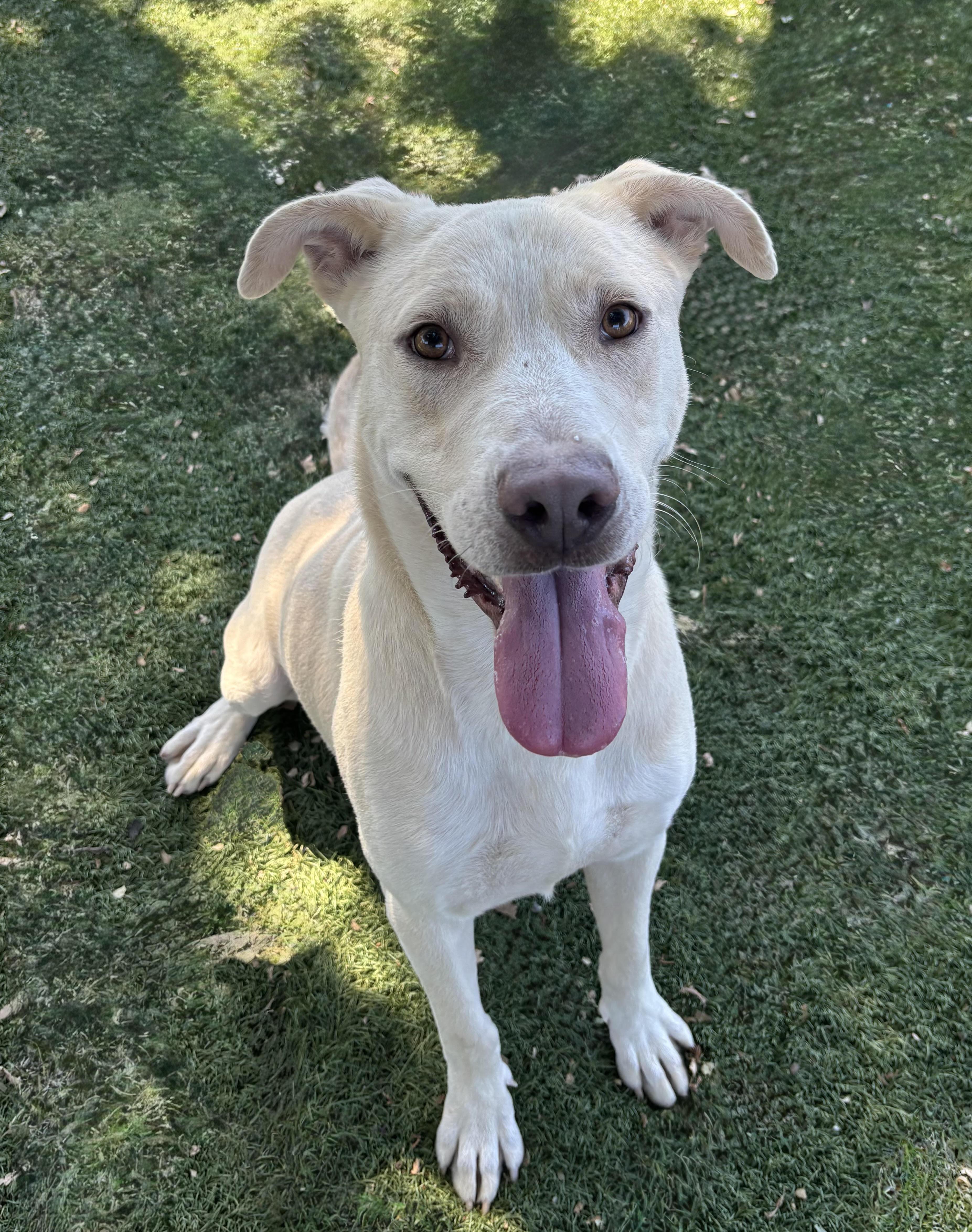 Braxton, ADOPTABLE, Adult Male Labrador Retriever & Pit Bull Terrier.
