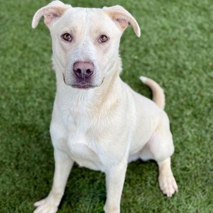 Braxton, a ADOPTABLE mixed breed in Red Bluff, CA image 3/6