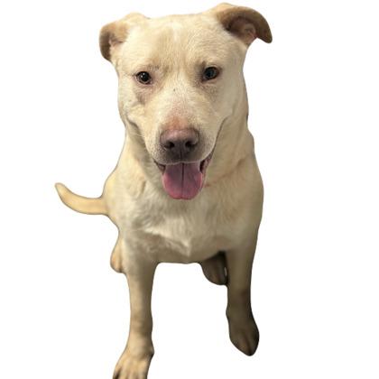 Enlarge Braxton, a ADOPTABLE mixed breed in Red Bluff, CA image 4/4