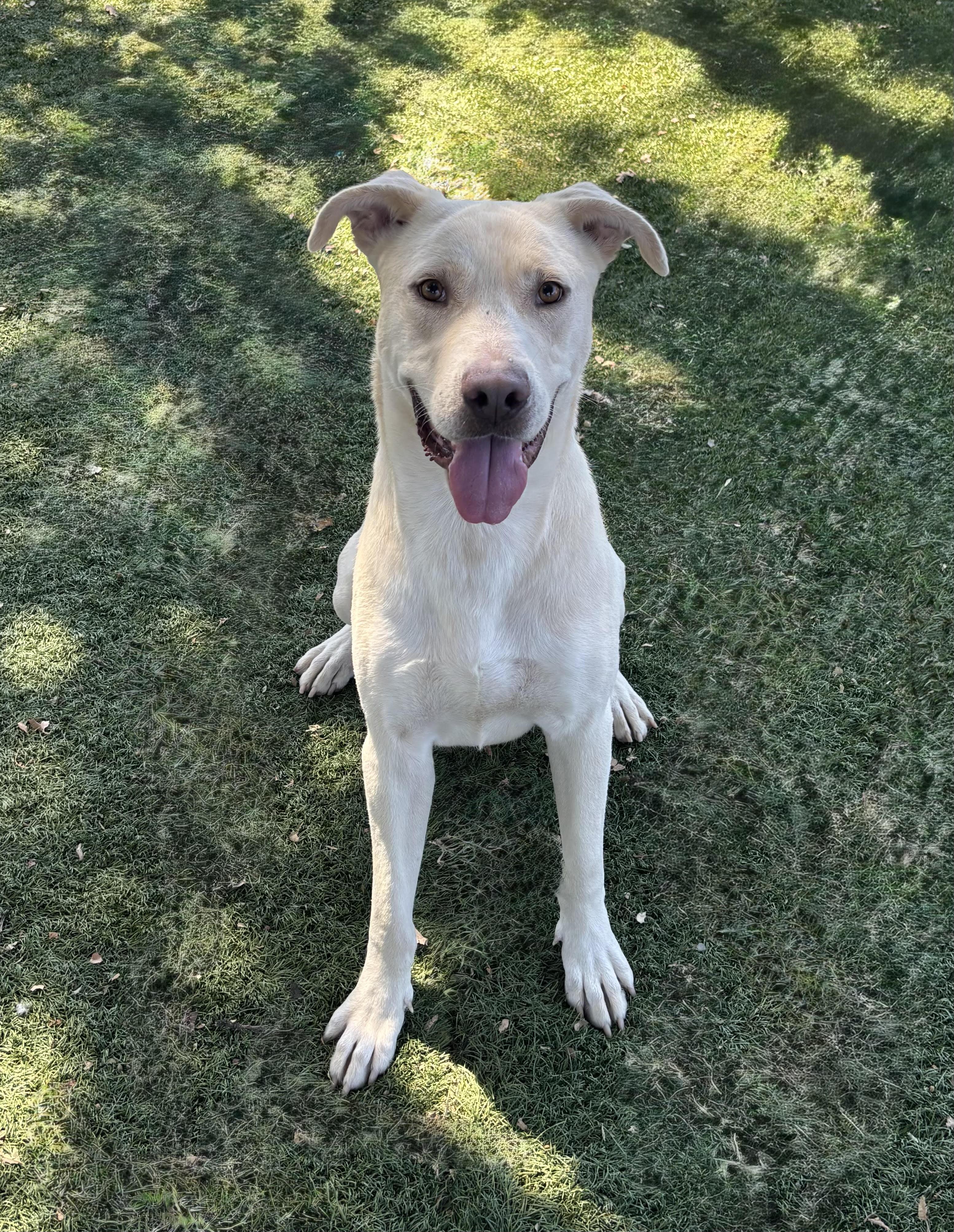 Braxton, a ADOPTABLE mixed breed in Red Bluff, CA image 4/6