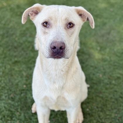 Enlarge Braxton, a ADOPTABLE mixed breed in Red Bluff, CA image 3/4