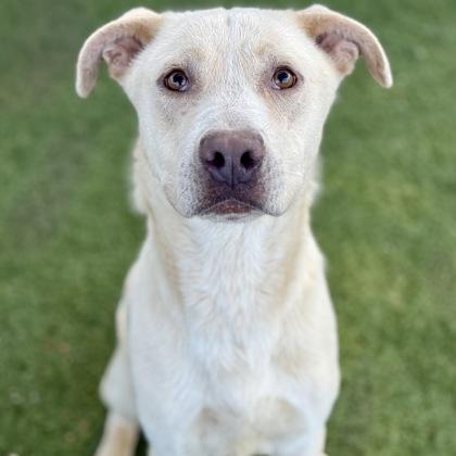 Enlarge Braxton, a ADOPTABLE mixed breed in Red Bluff, CA image 2/4