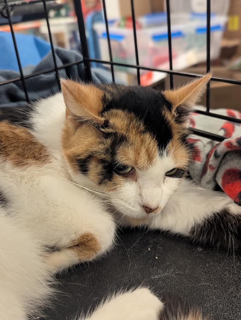 Blair, Adoptable, Young Female Domestic Short Hair.