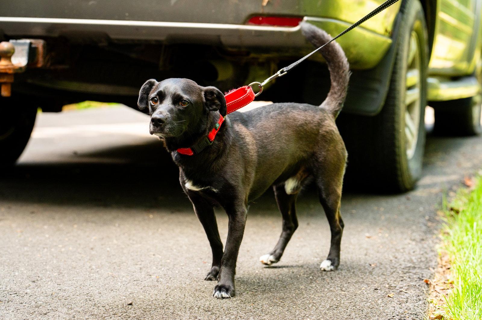 Bean, Adoptable, Adult Male Labrador Retriever.