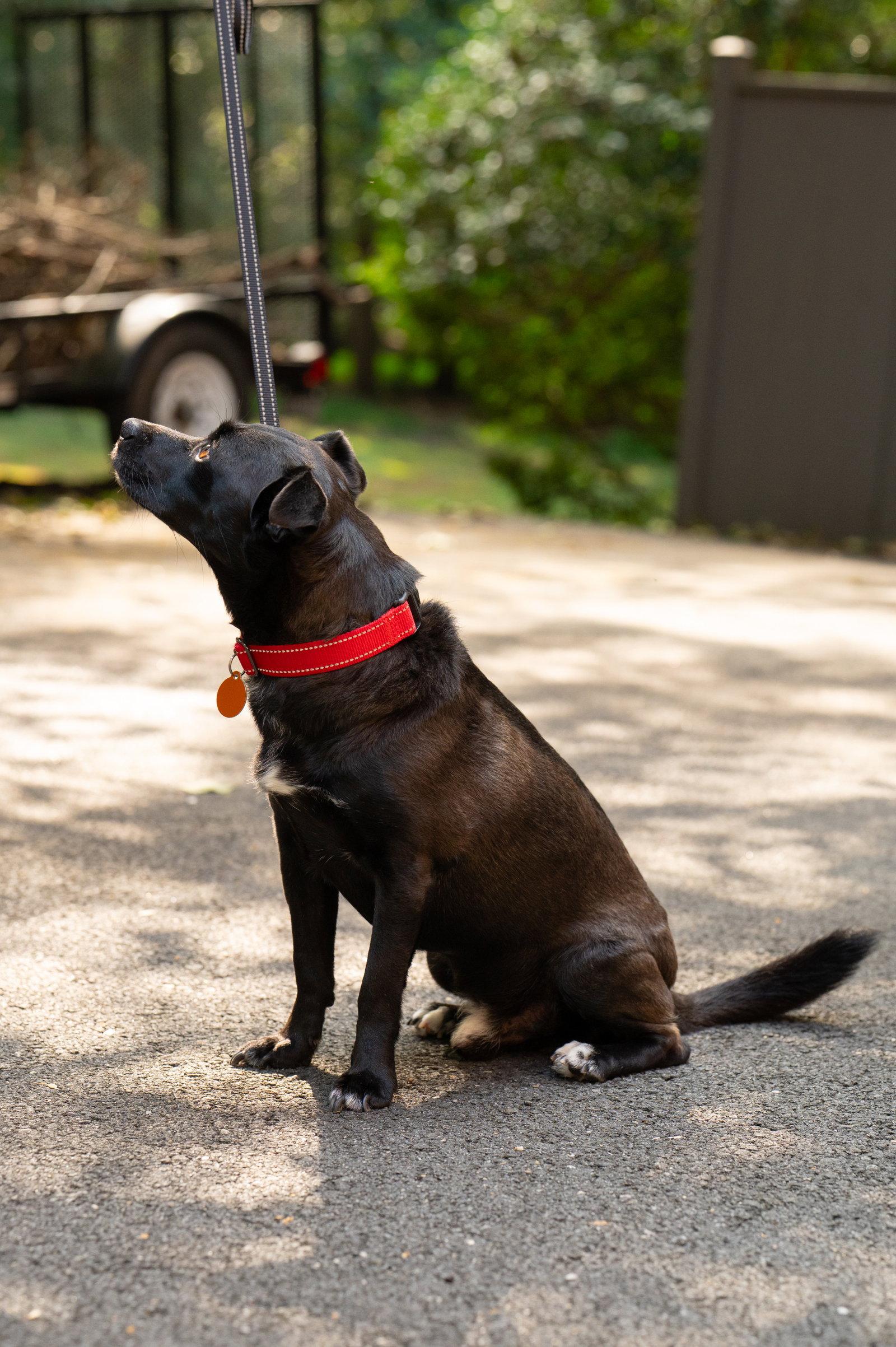 Enlarge Bean, a Adoptable Labrador Retriever in Arlington, VA image 2/3