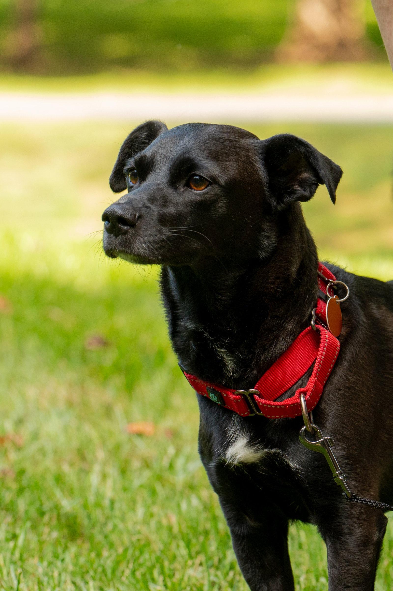Enlarge Bean, a Adoptable Labrador Retriever in Arlington, VA image 3/3
