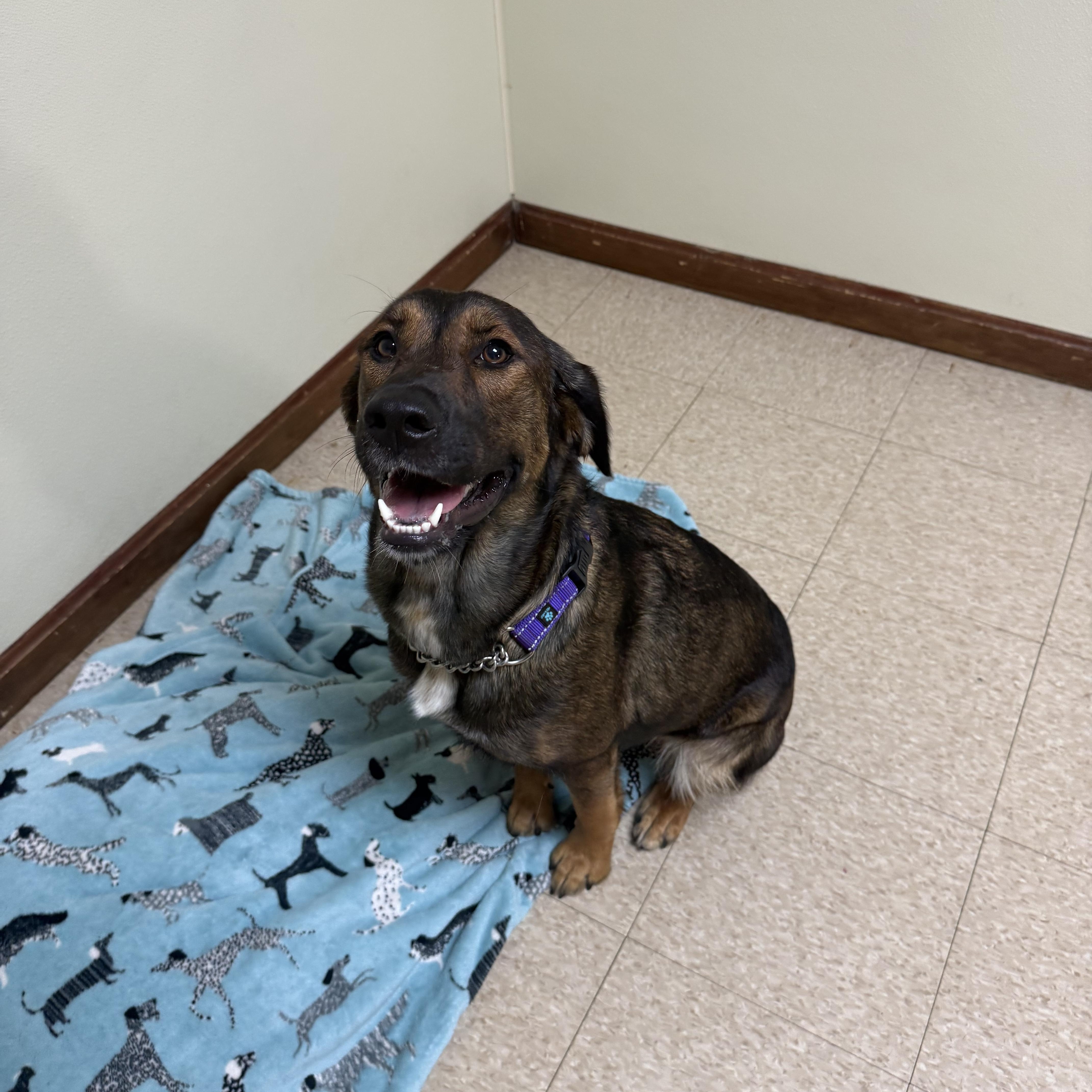 Rosie, an adoptable mixed breed in Douglas, MA image 5/6