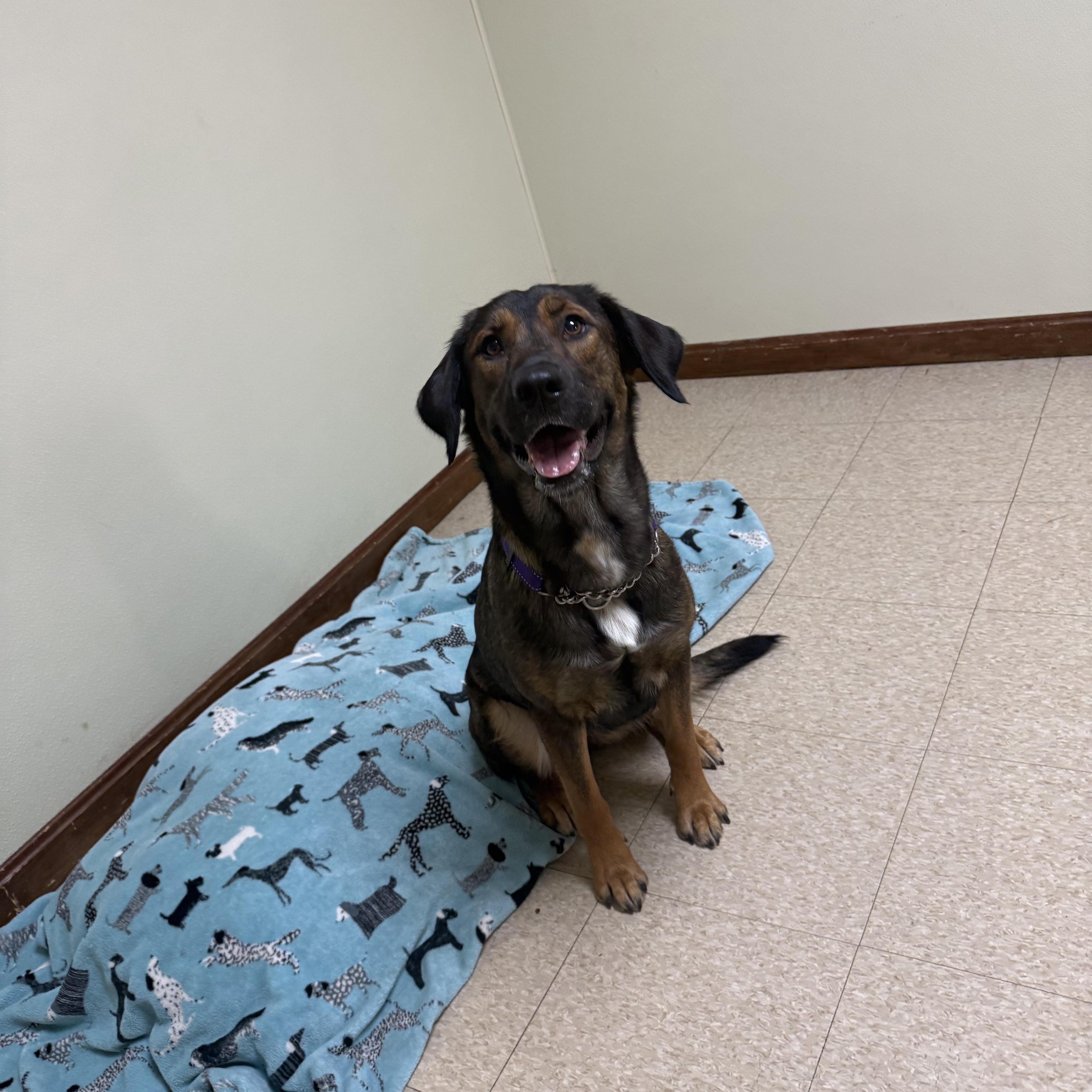 Rosie, an adoptable mixed breed in Douglas, MA image 2/6