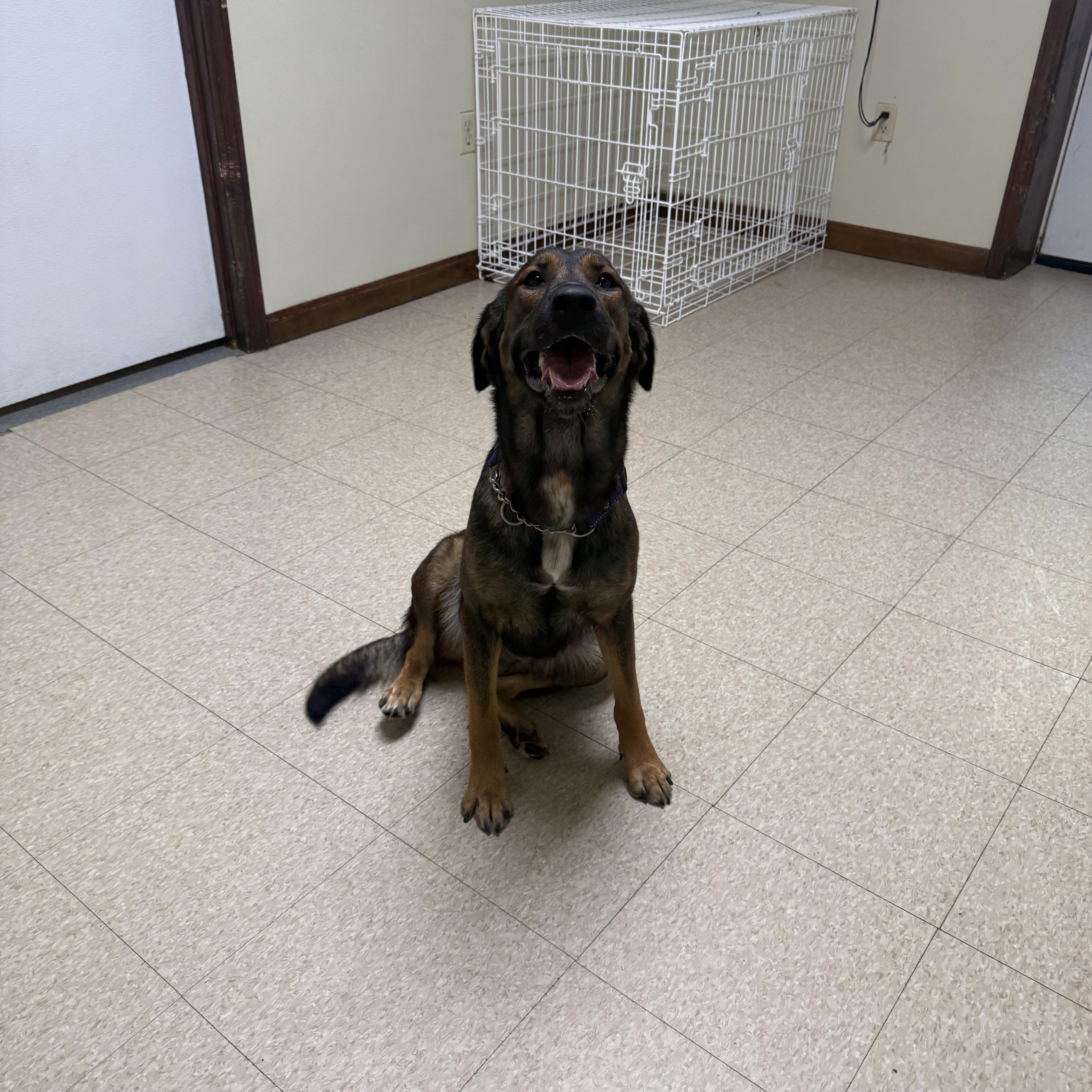 Rosie, an adoptable mixed breed in Douglas, MA image 6/6