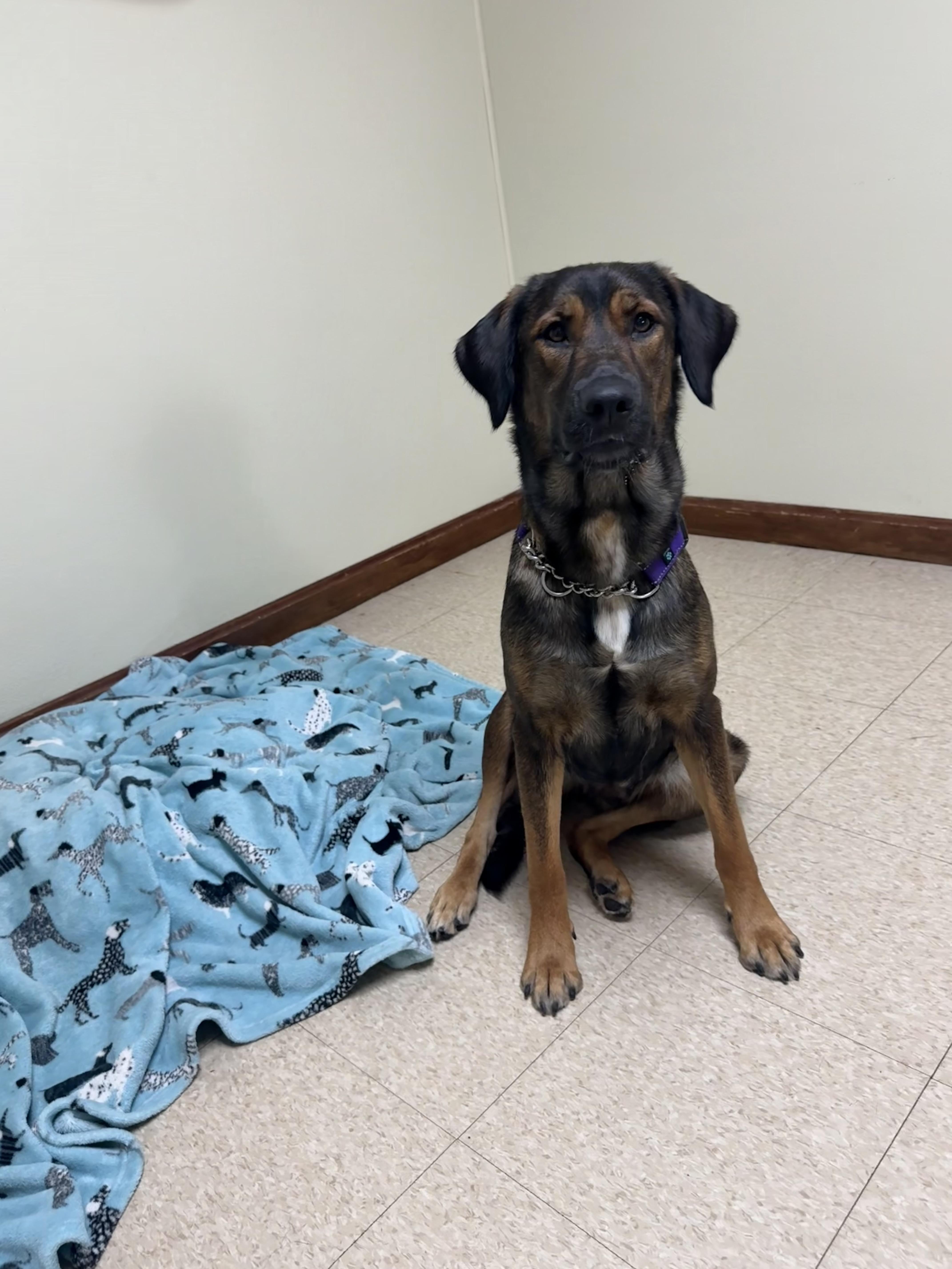 Rosie, an adoptable mixed breed in Douglas, MA image 1/6
