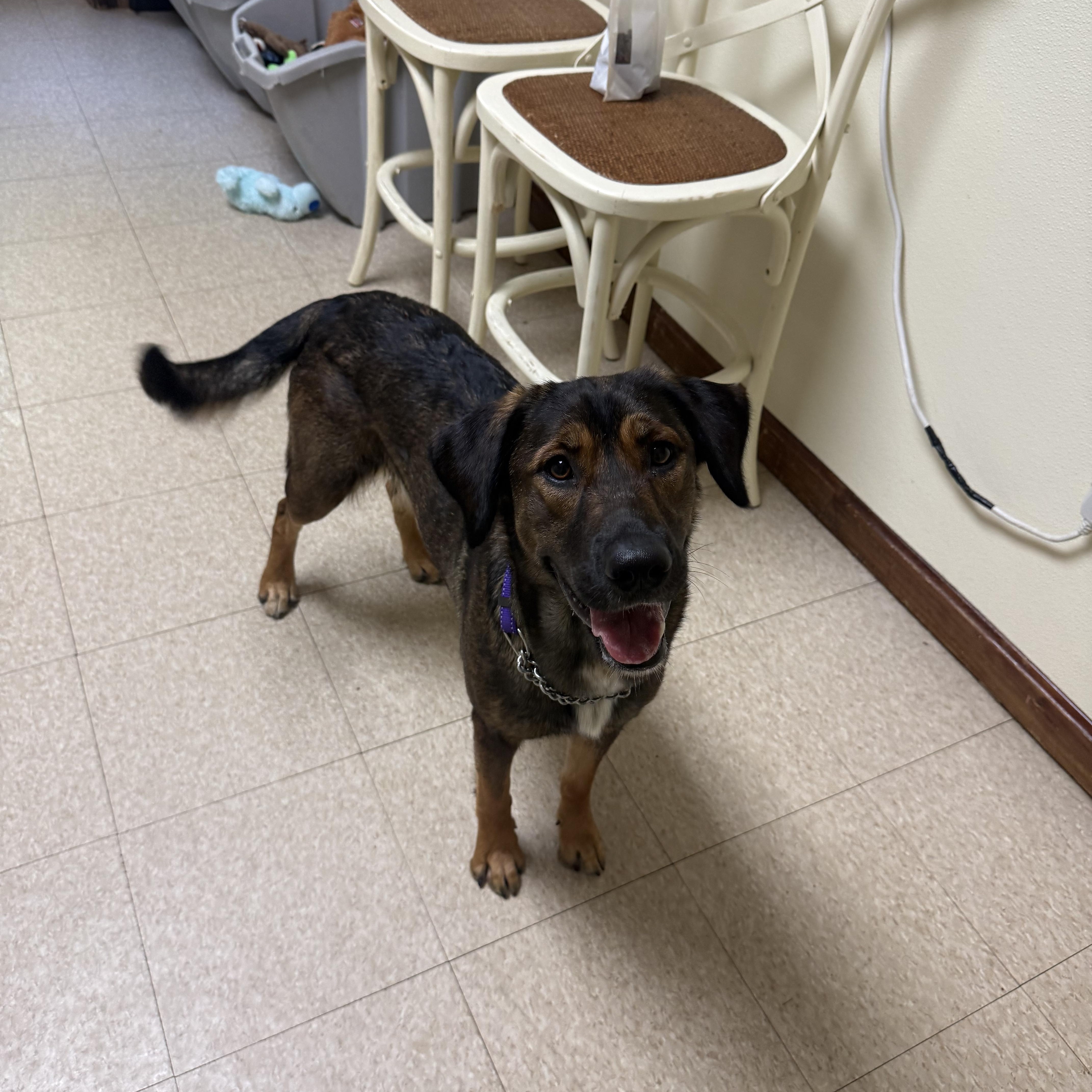 Rosie, an adoptable mixed breed in Douglas, MA image 4/6